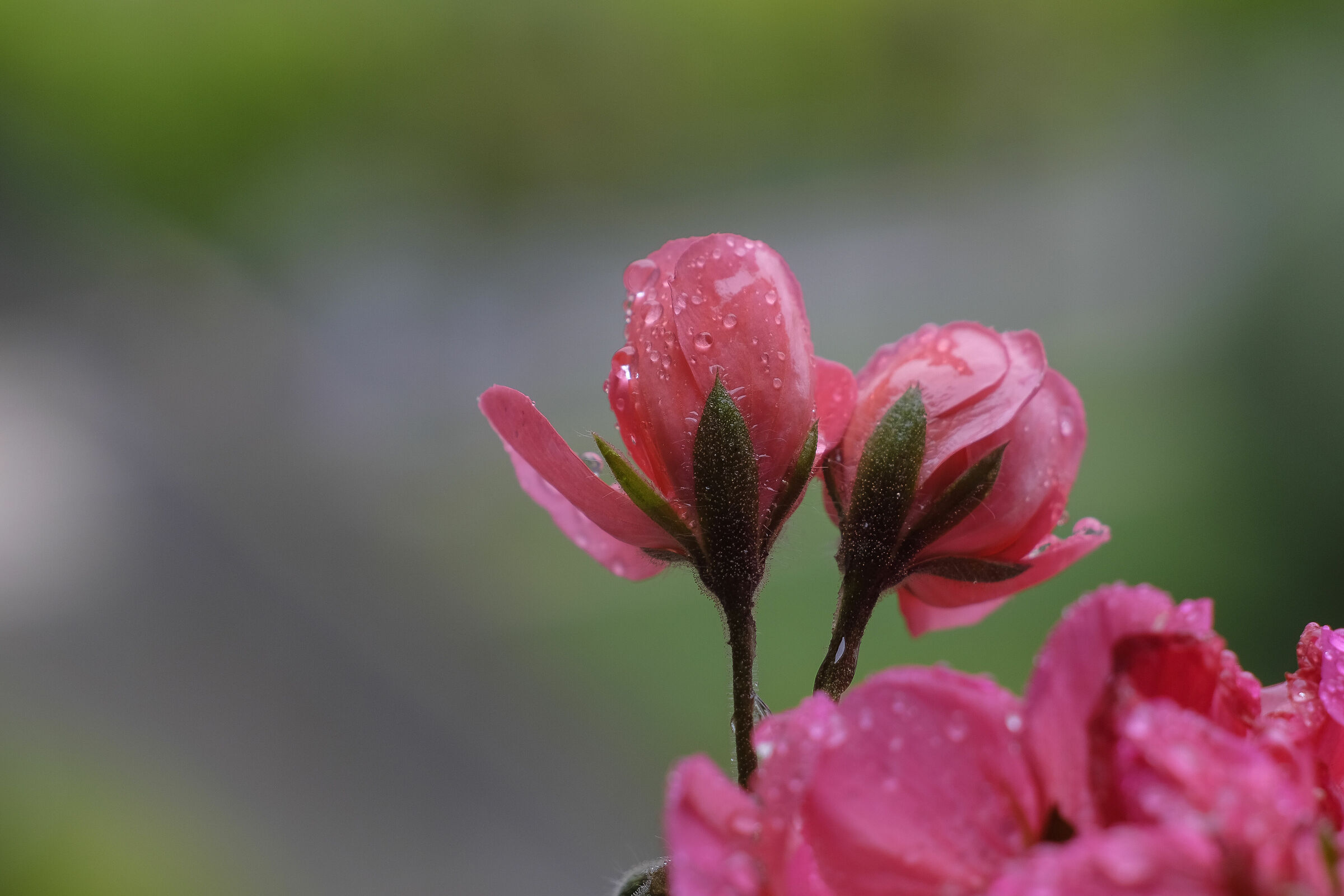 Gocce di primavera..