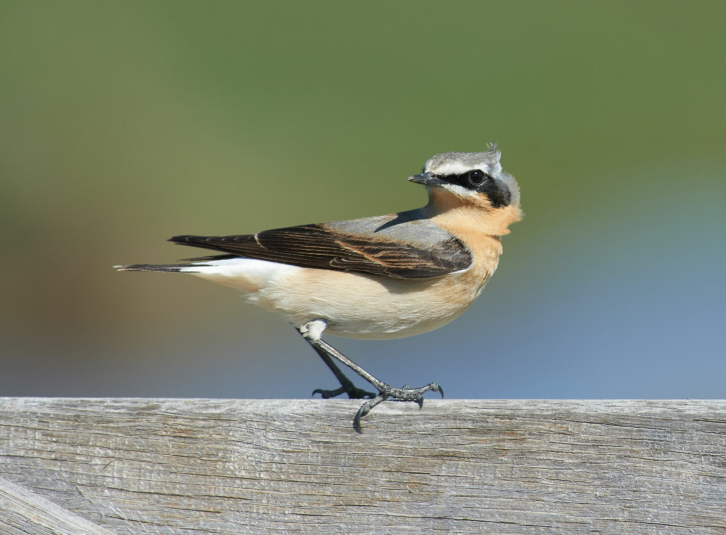 Northern Wheatear