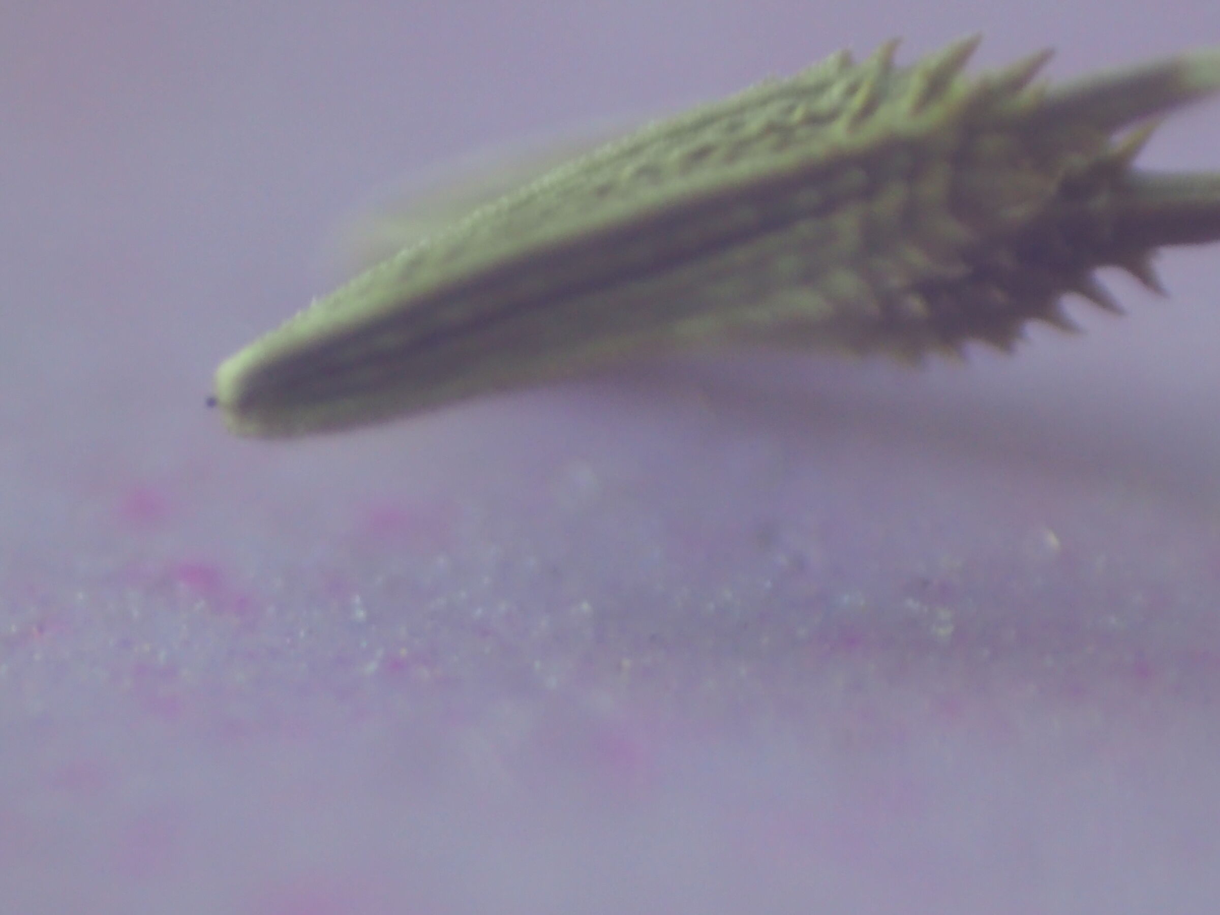 Particolare di seme di soffione