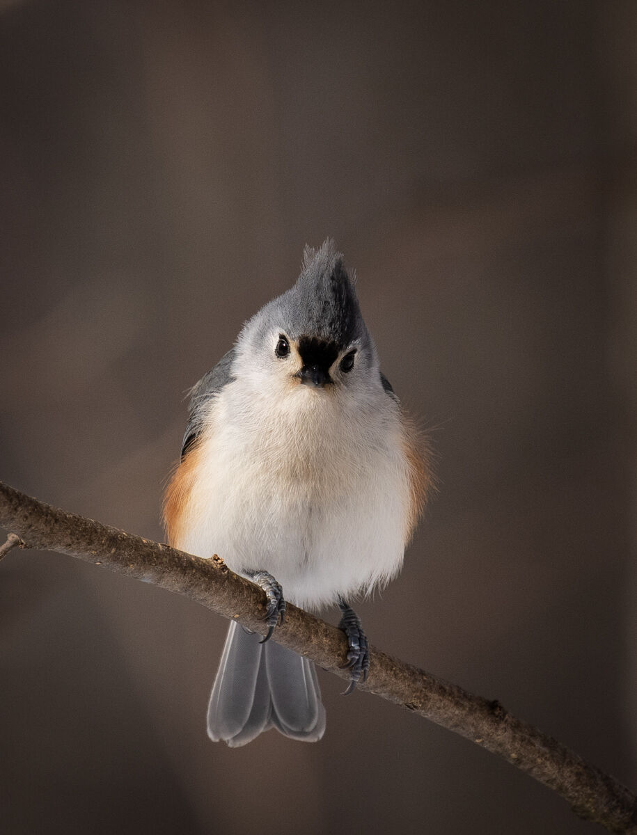 Tufted Titmouse.