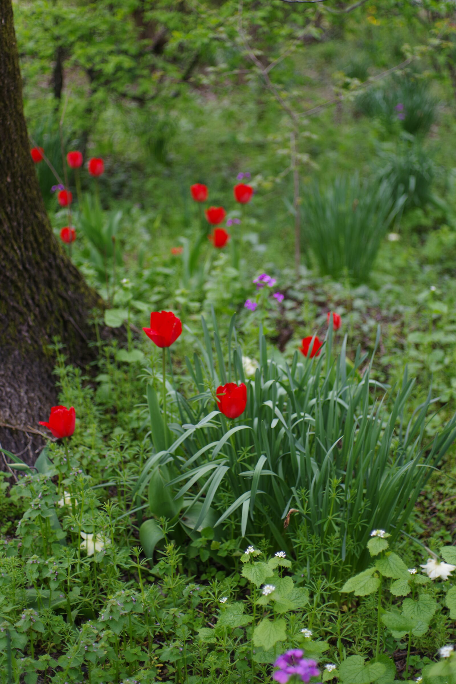 Piccole fiamme nel verde