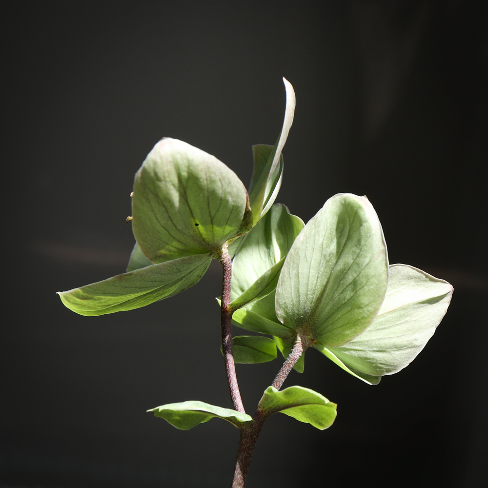 Helleborus fondo nero