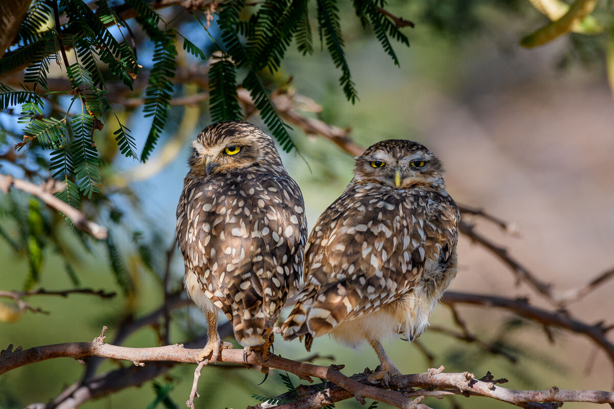 two owls