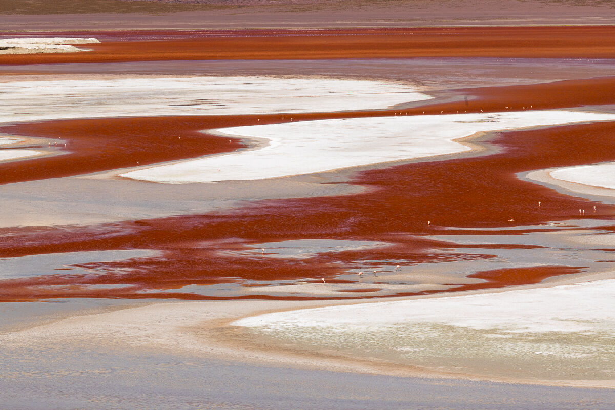 fenicotteri nel rosso