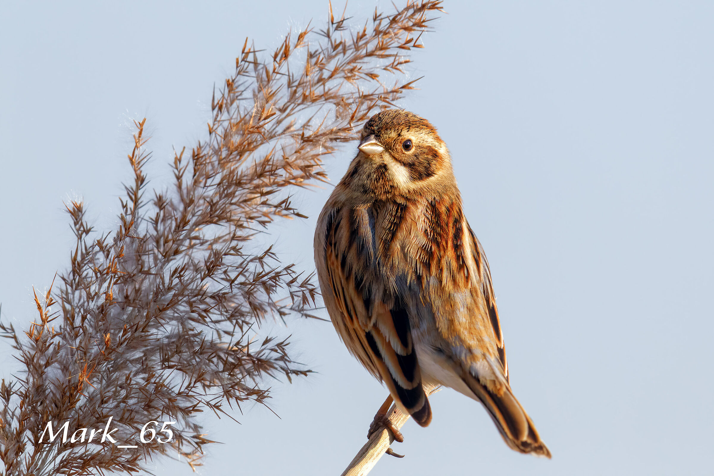 migliarino di palude