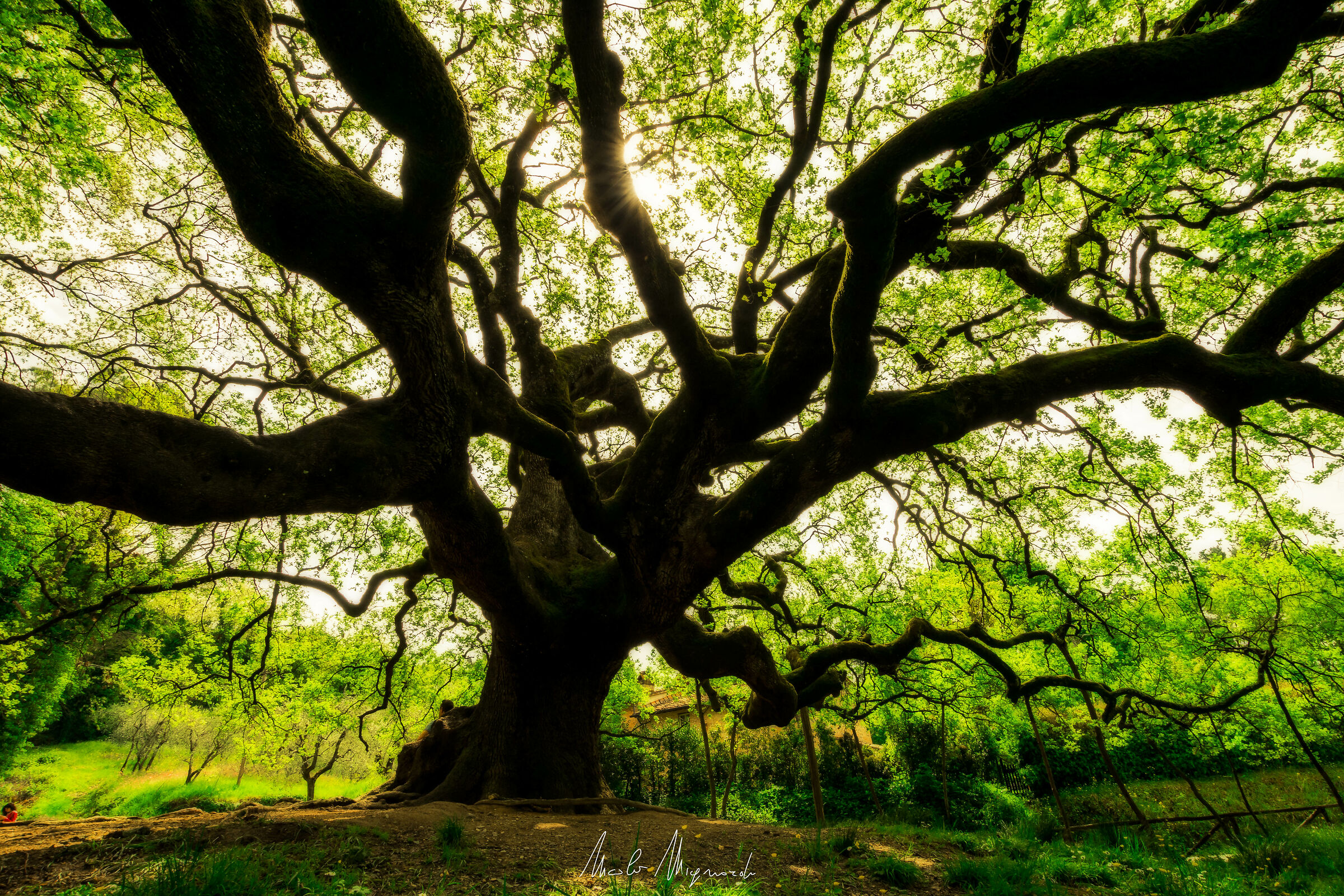 The Great Witches Oak