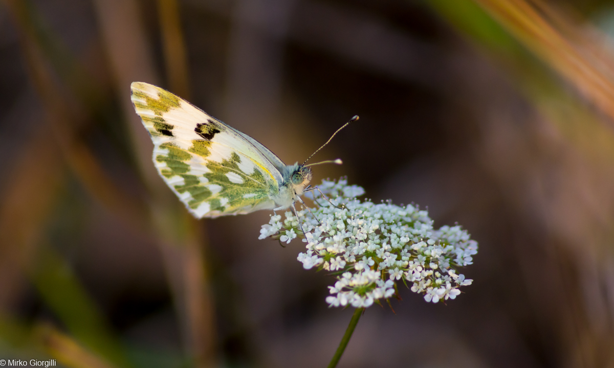 Butterfly at sunset