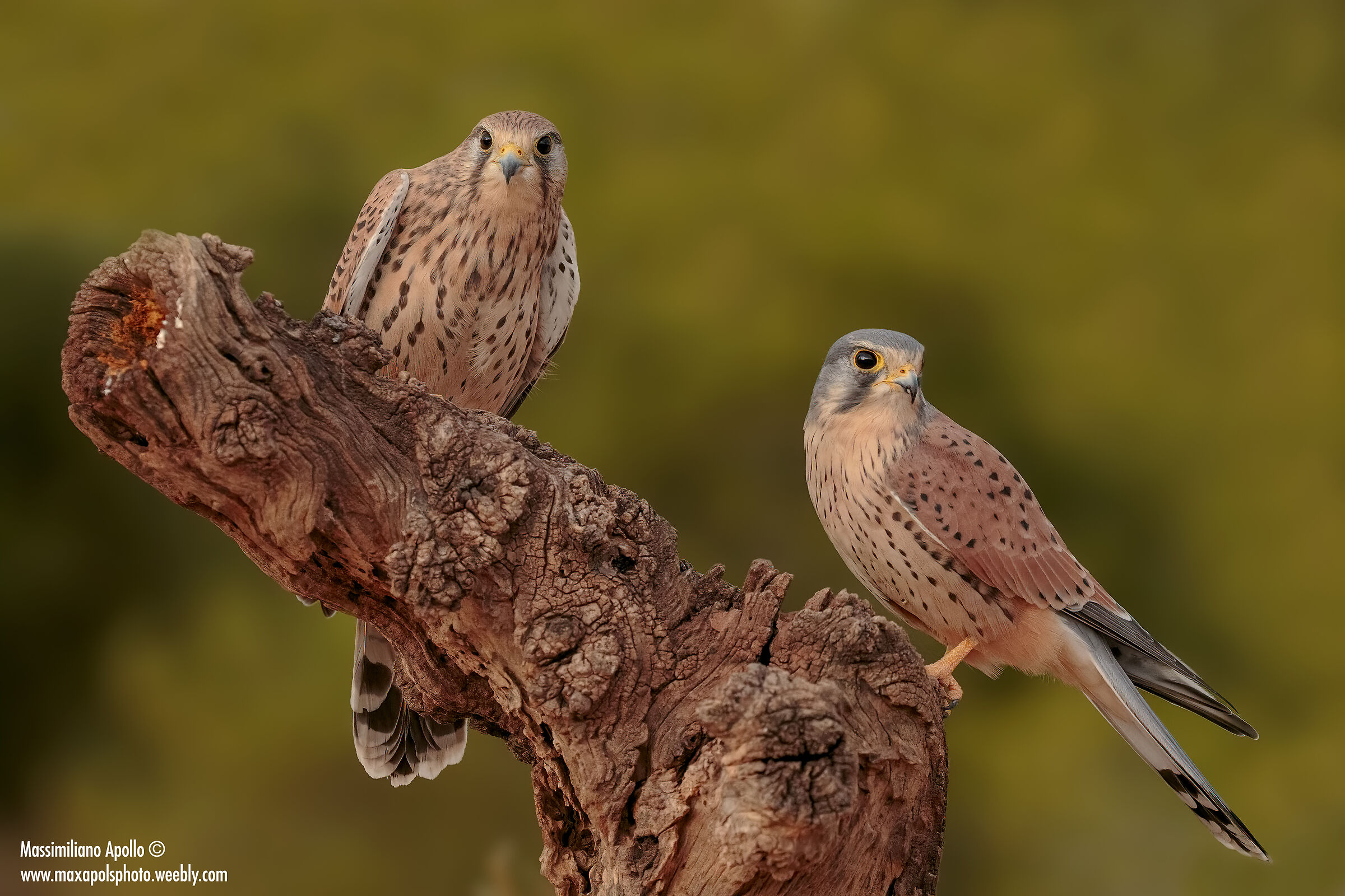 The beautiful couple.