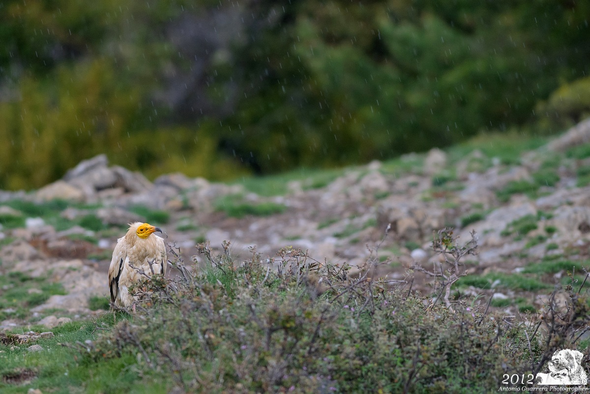 Rainfall (Capovaccaio)