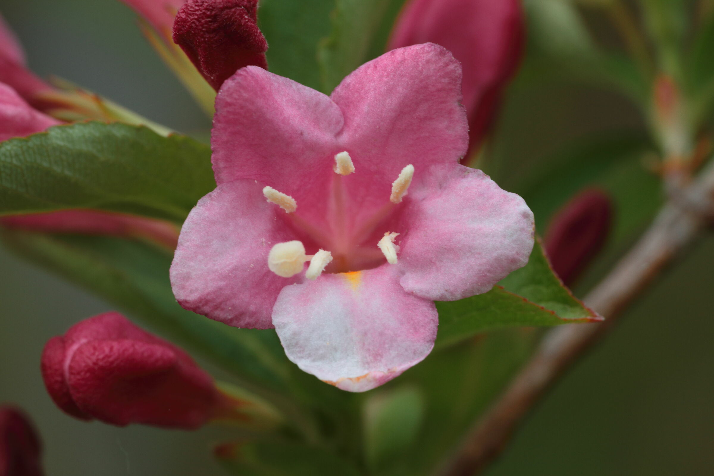 Weigela florida 'Victoria'