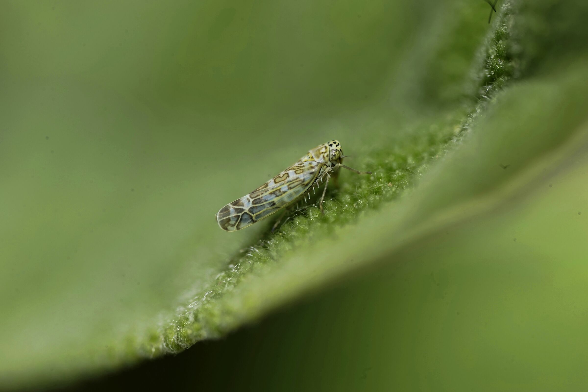 Cicadella della salvia Eupteryx decemnotata