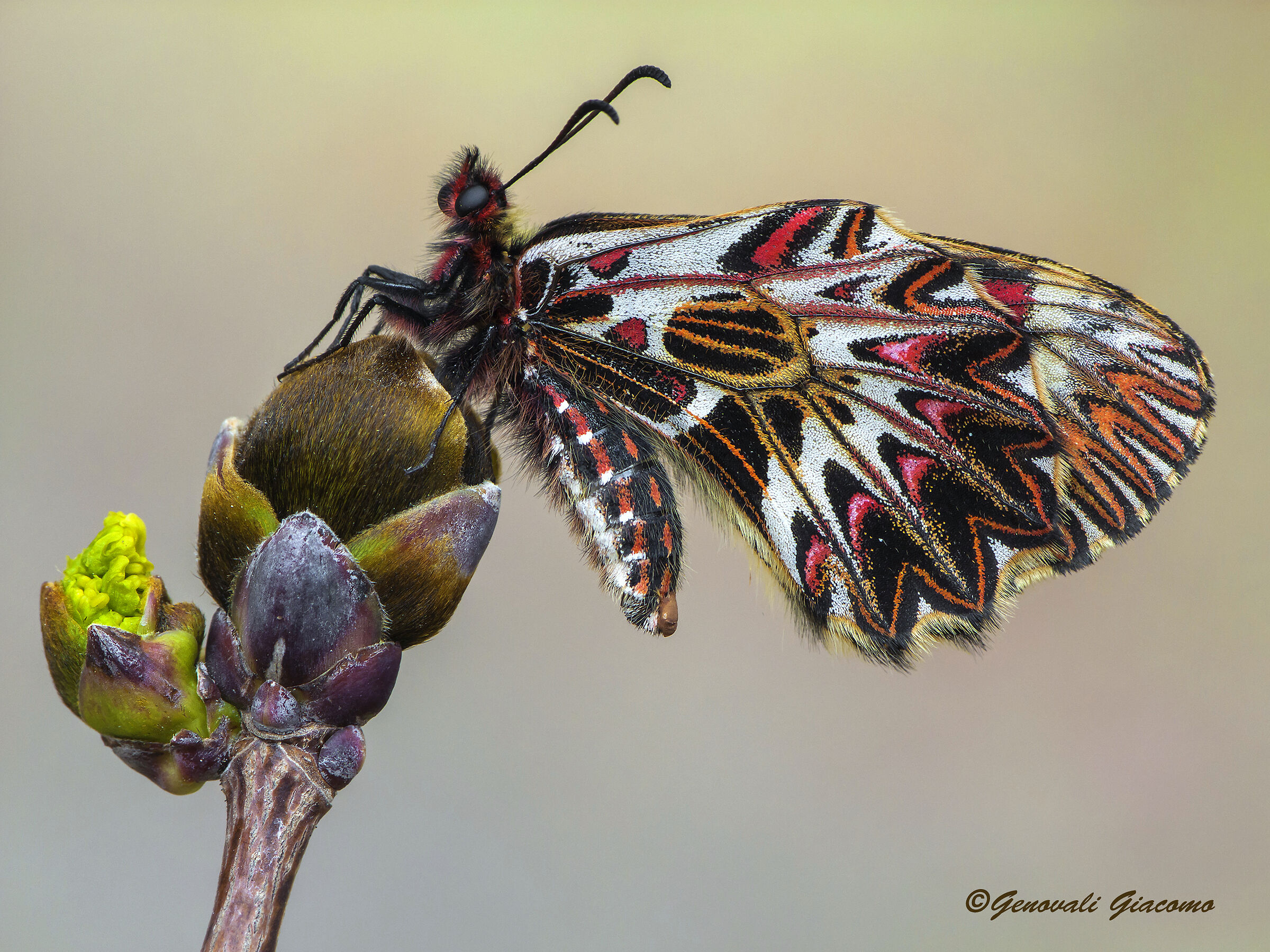 e dopo la reflex arriva la bridge