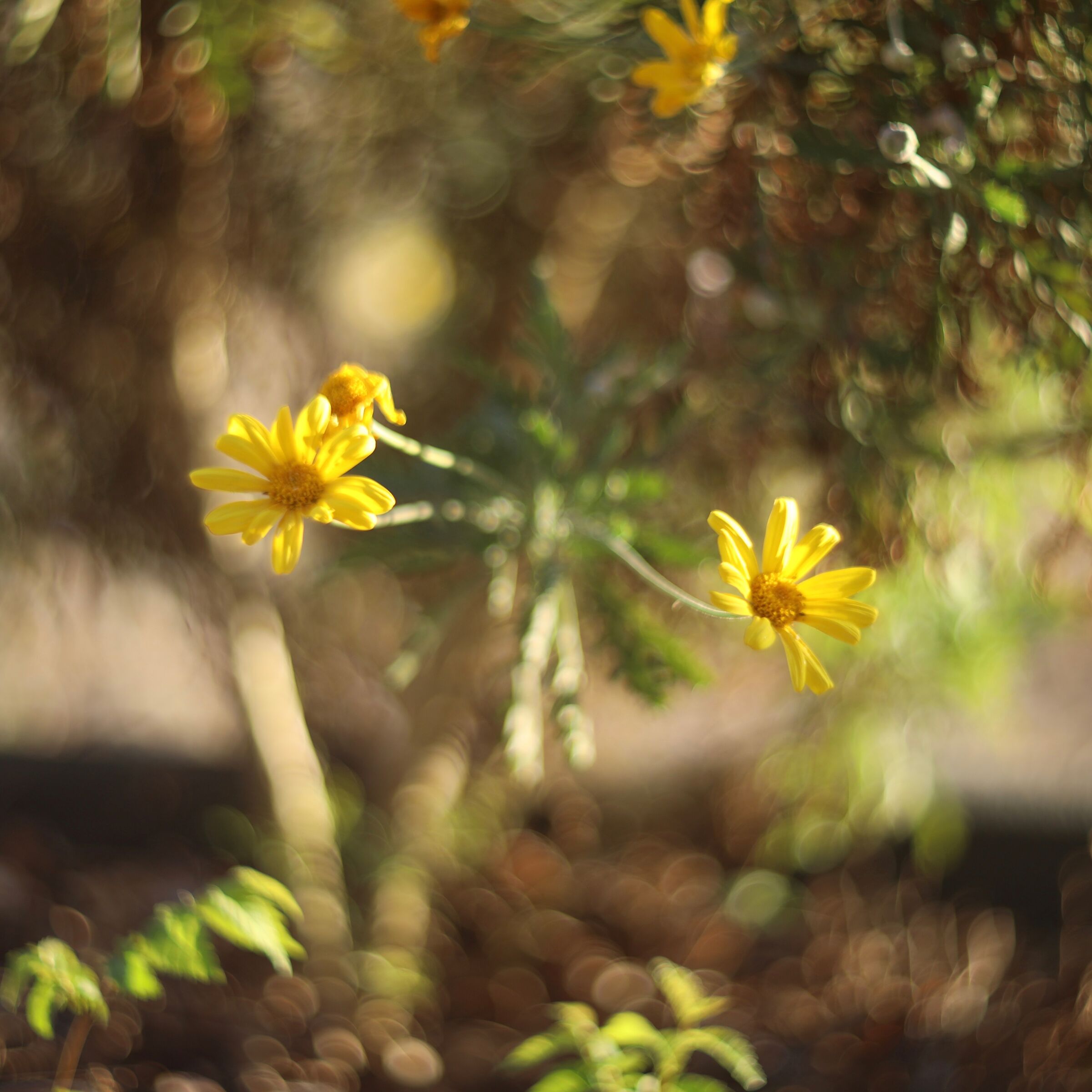 Helios Cyclops Yellow Flowers