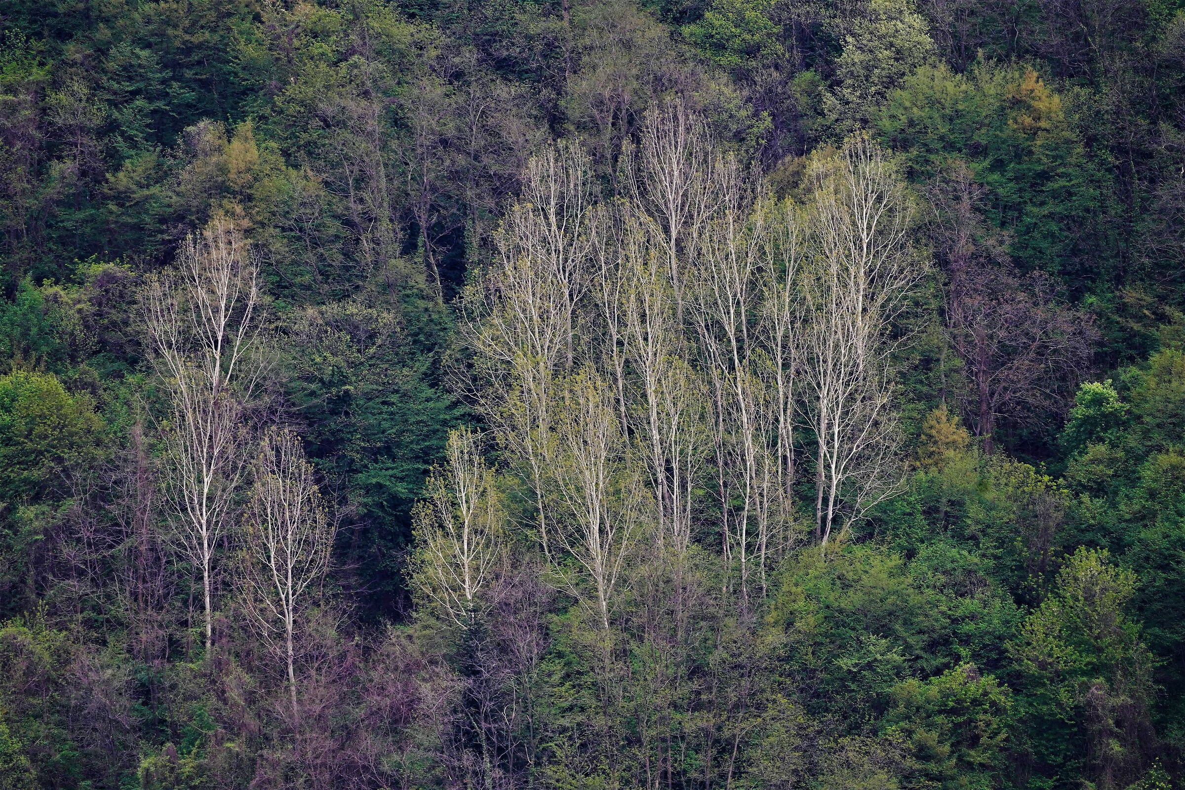 Perfumes of woodland