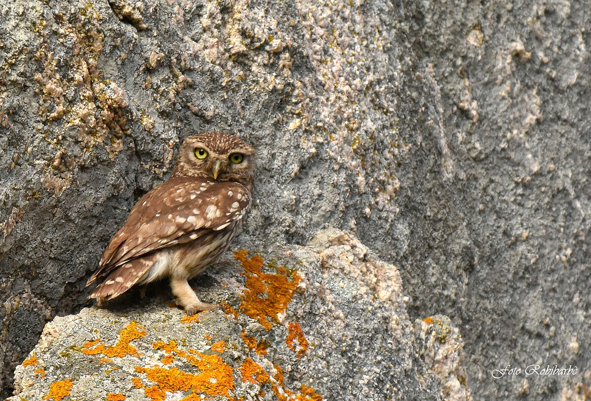Owl... on the wall...