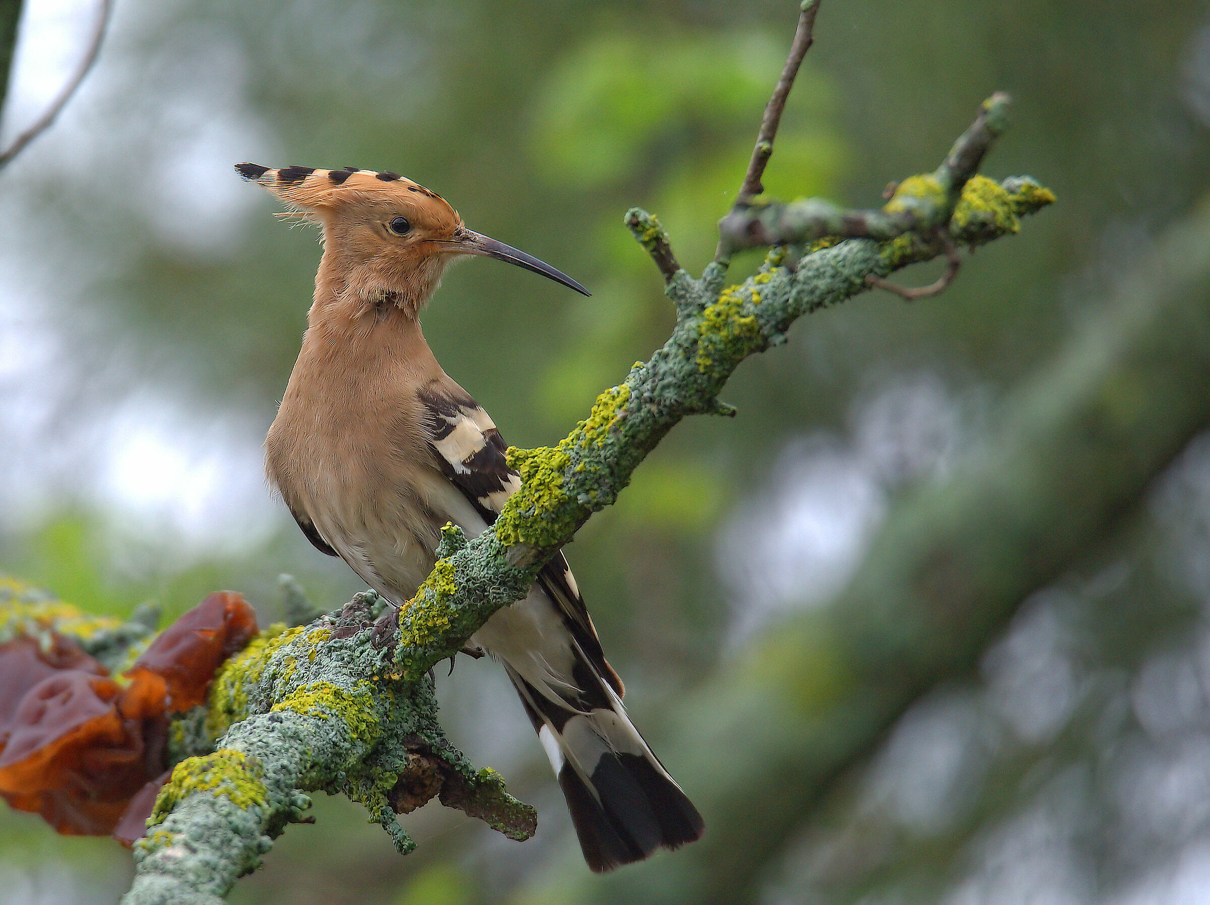Hoopoe