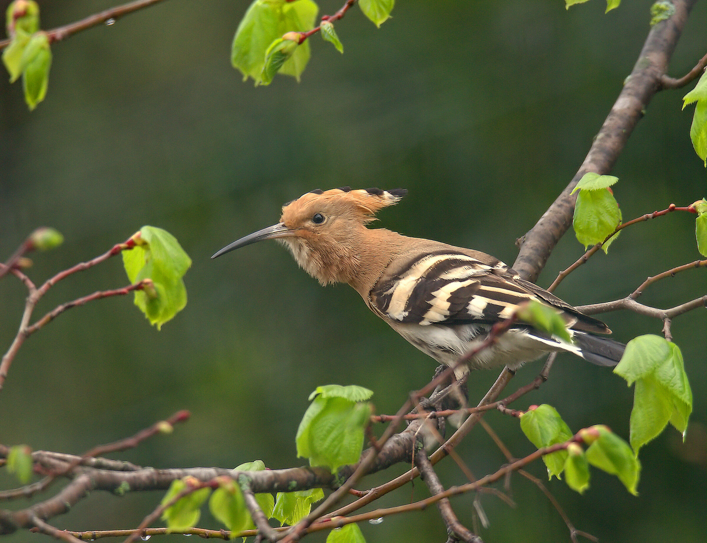 Hoopoe