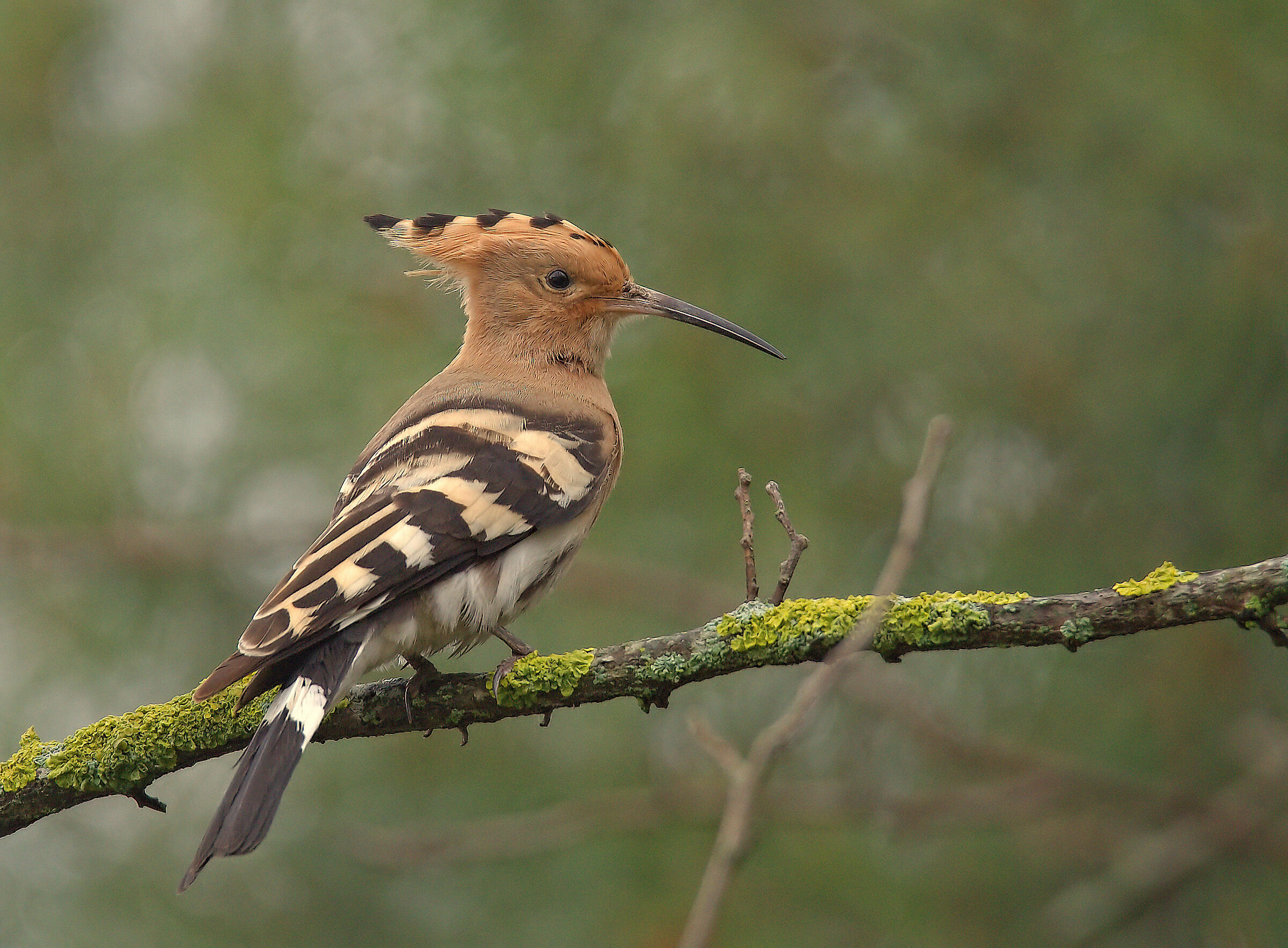 Hoopoe