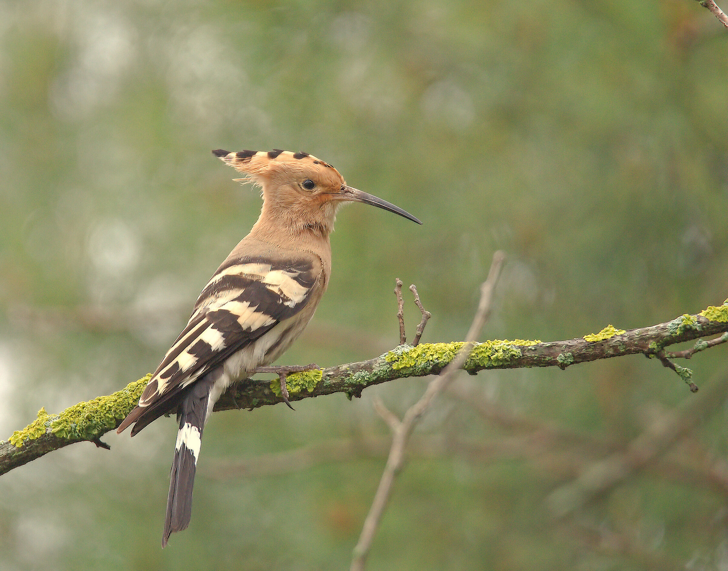 Hoopoe