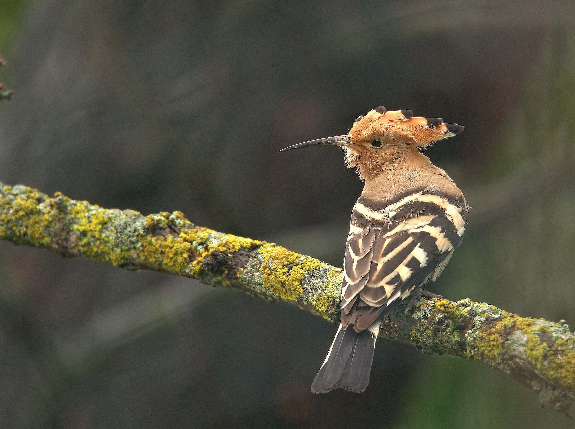 Hoopoe