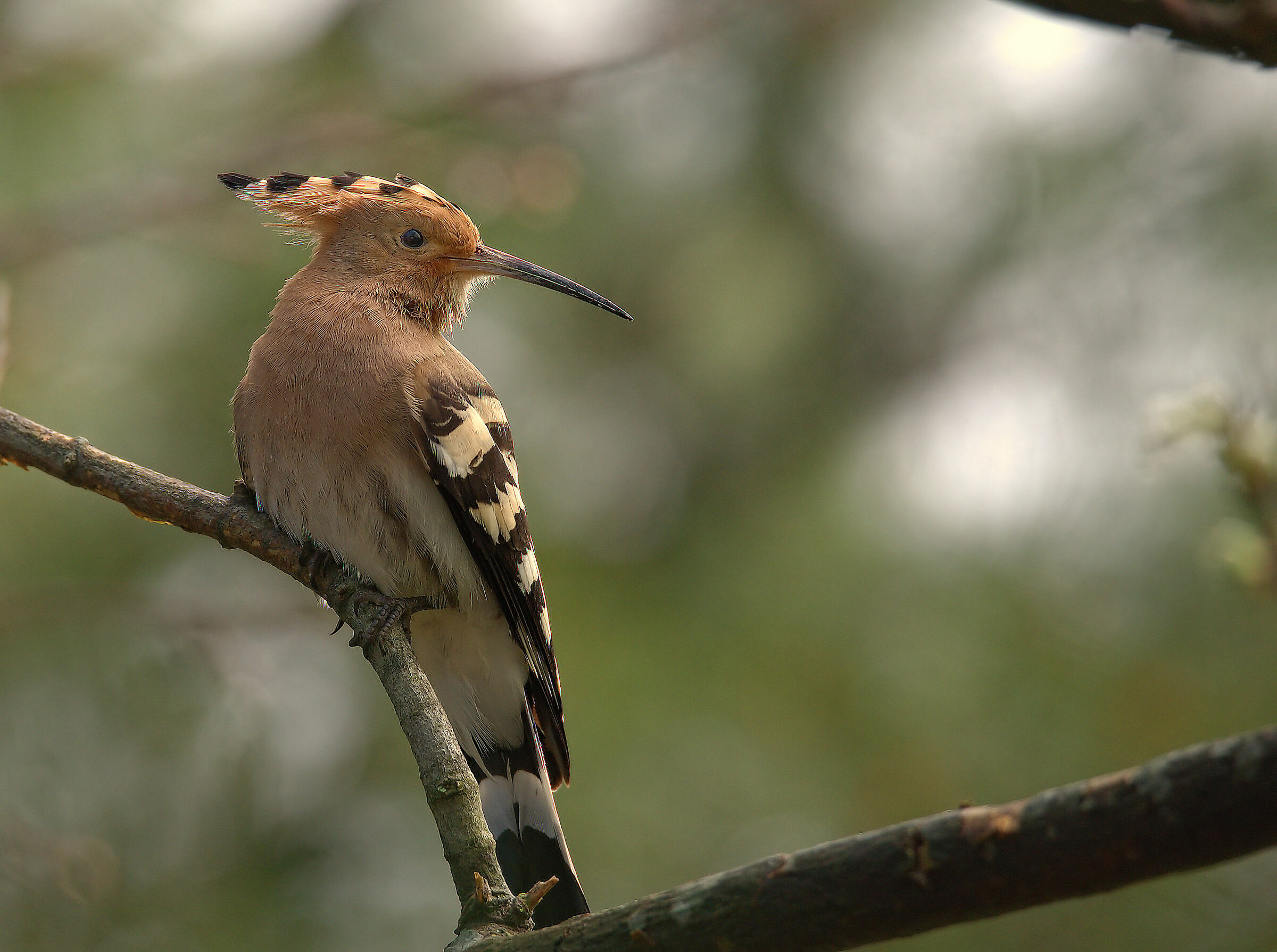 Hoopoe