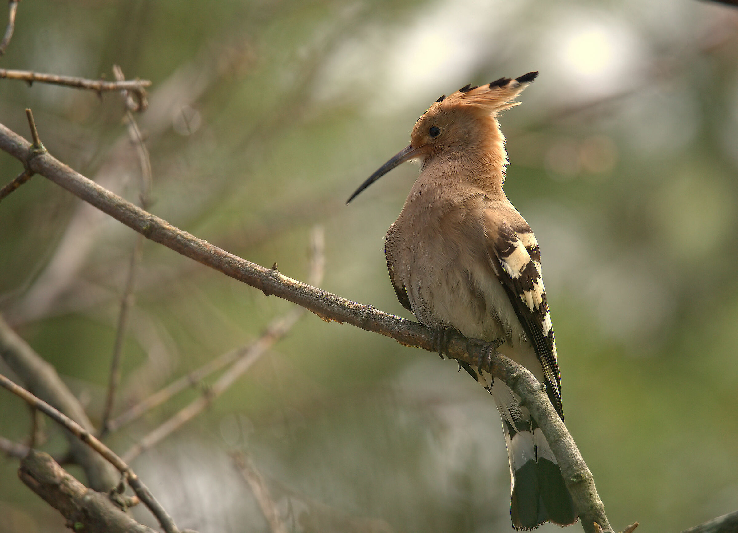 Hoopoe