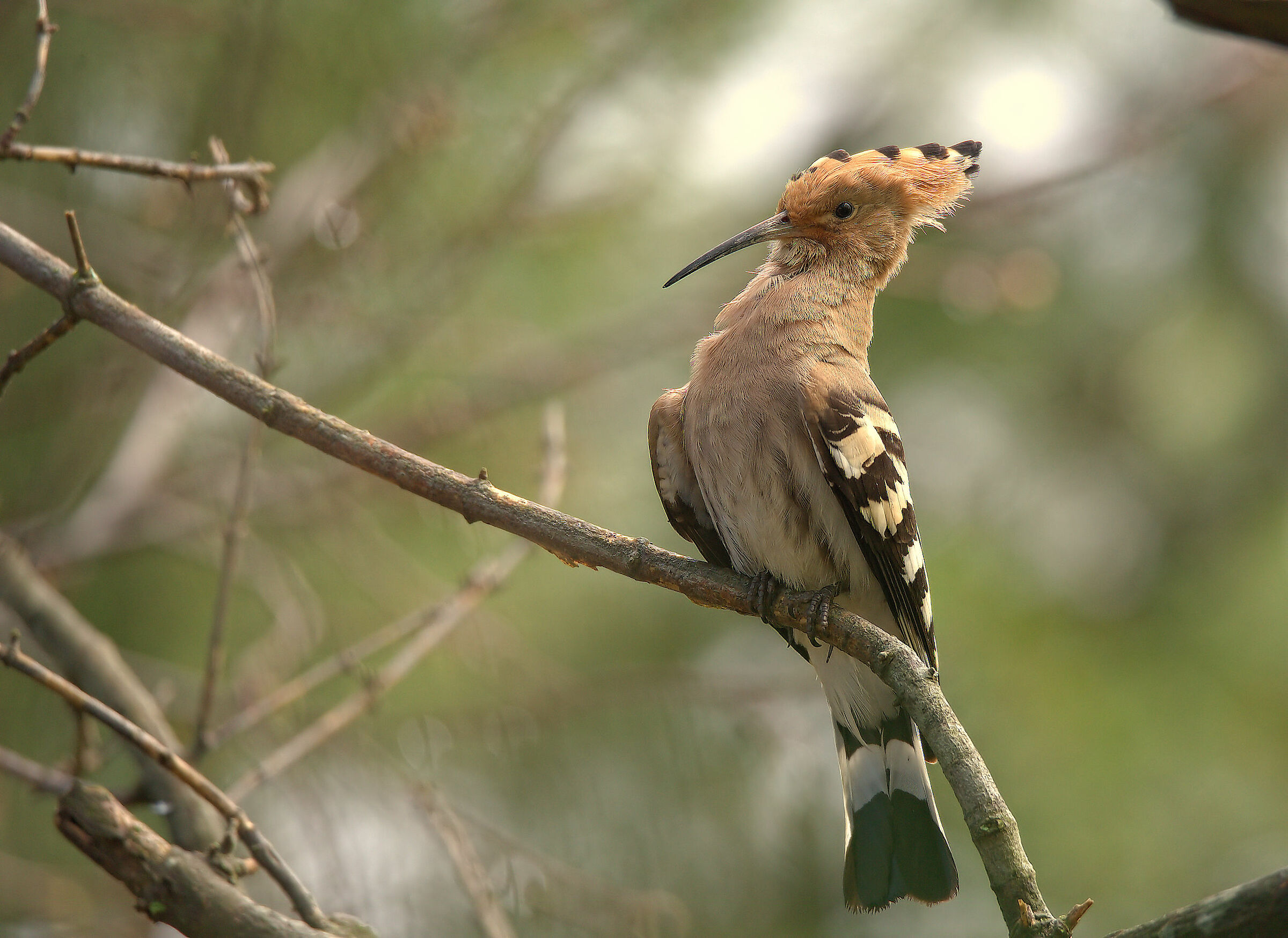 Hoopoe