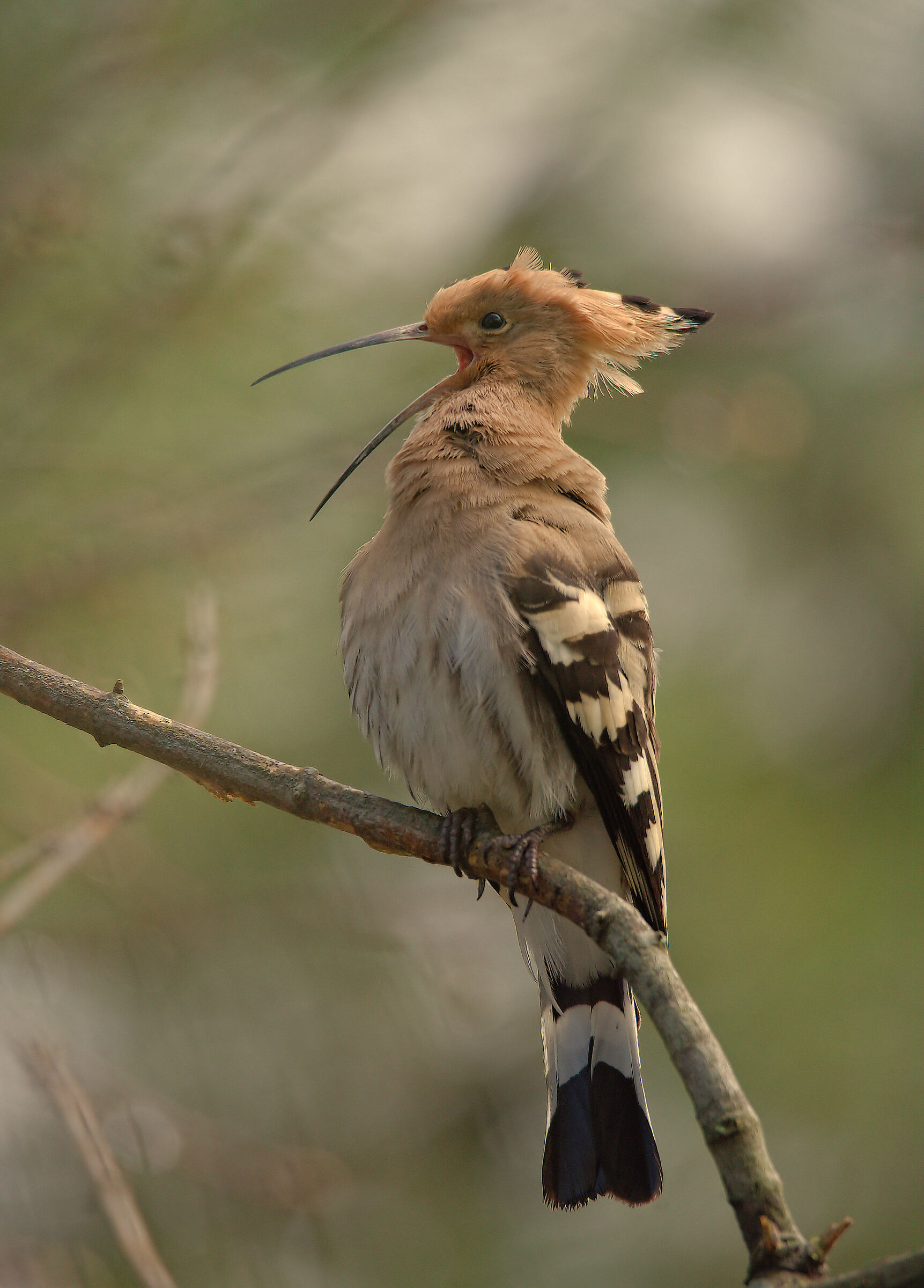 Hoopoe