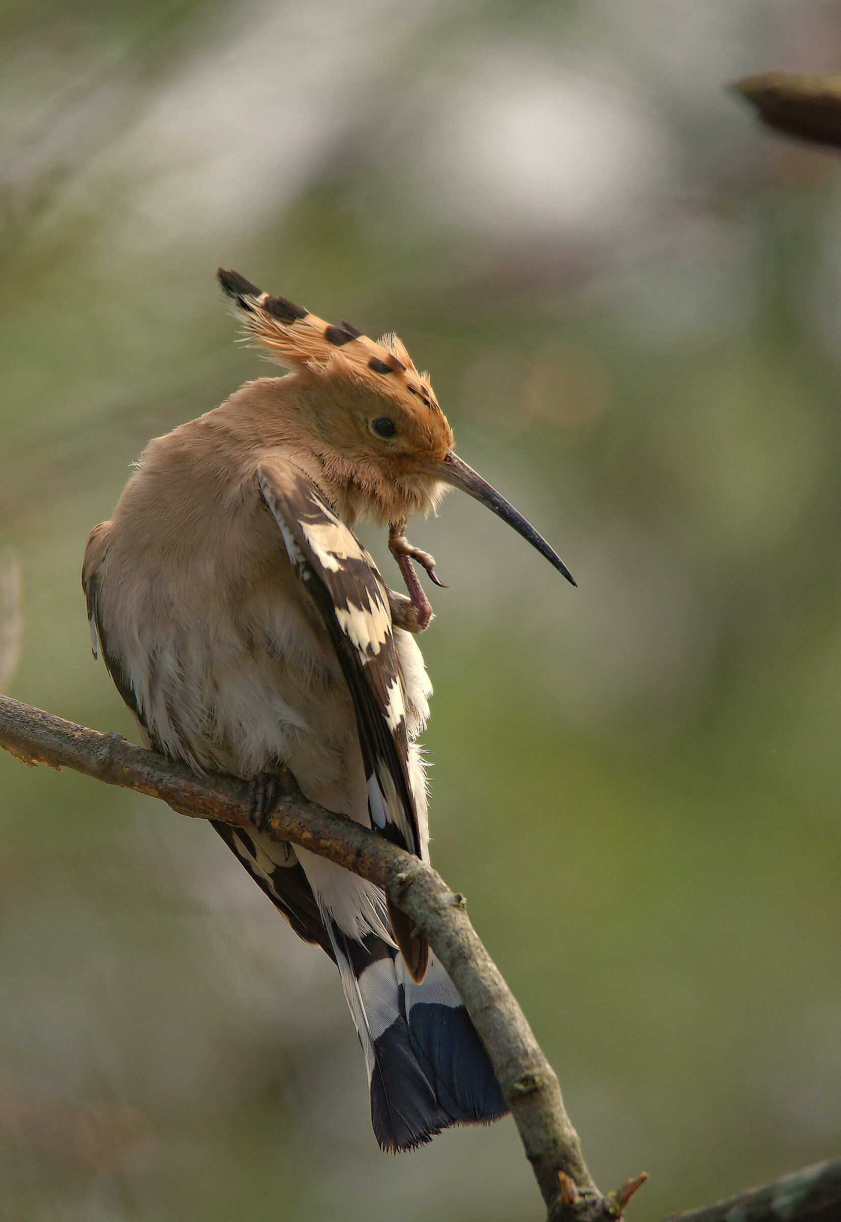 Hoopoe