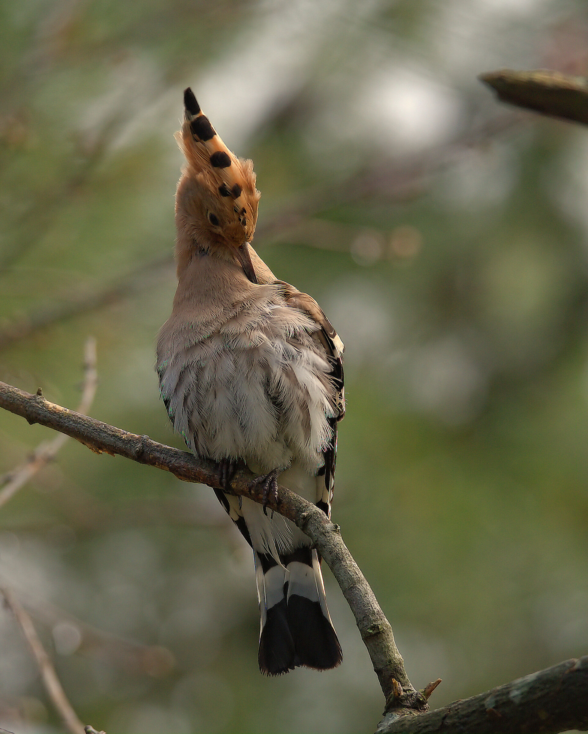 Hoopoe