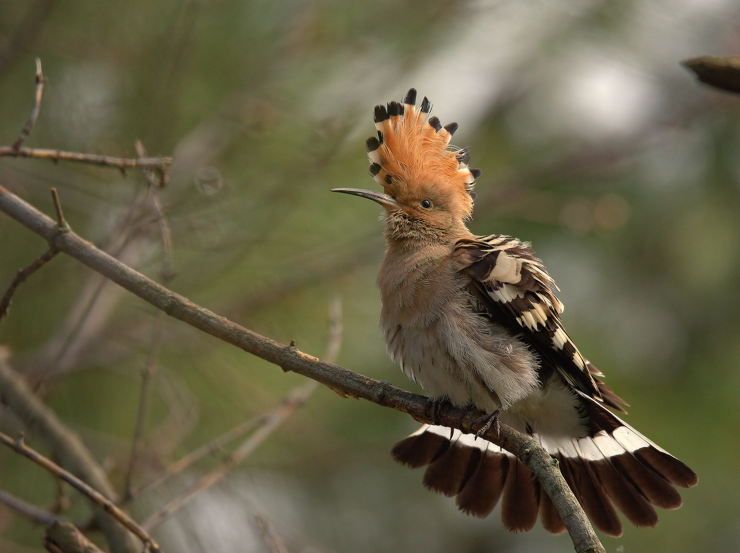 Hoopoe