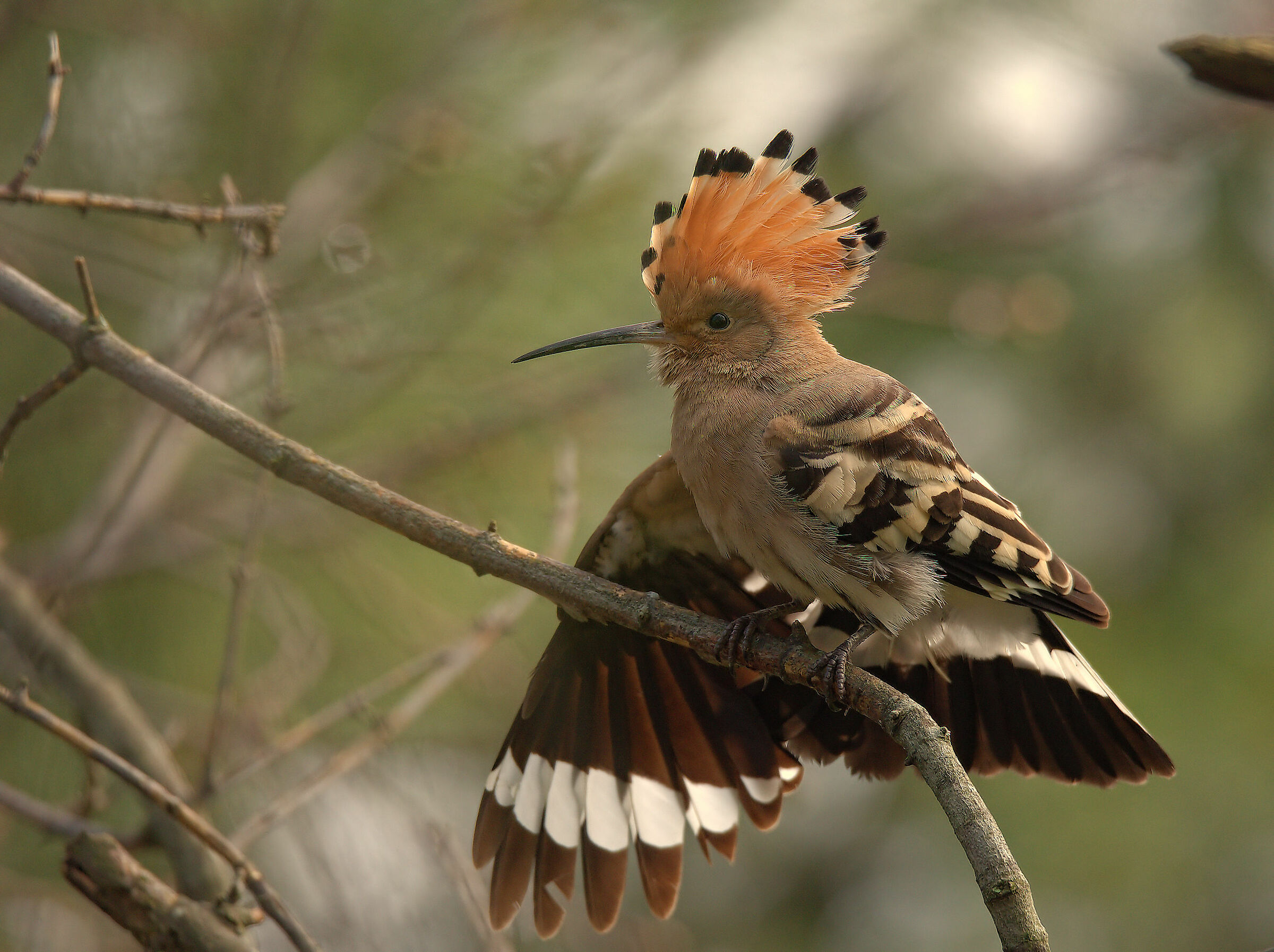 Hoopoe