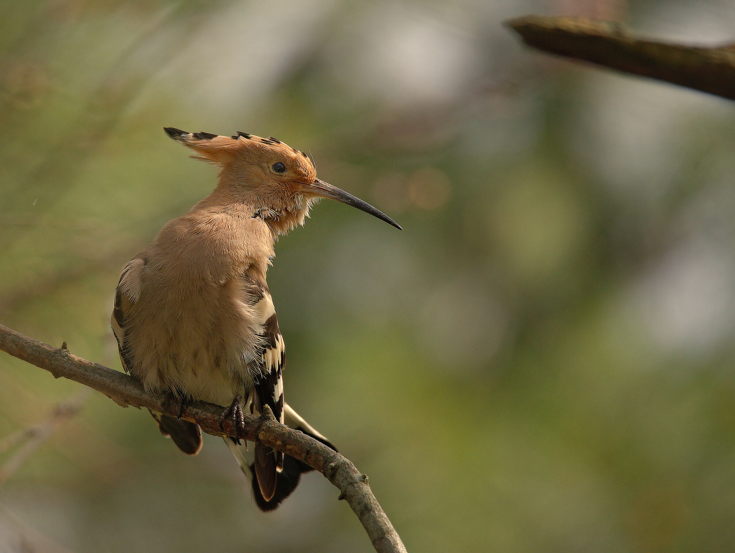 Hoopoe