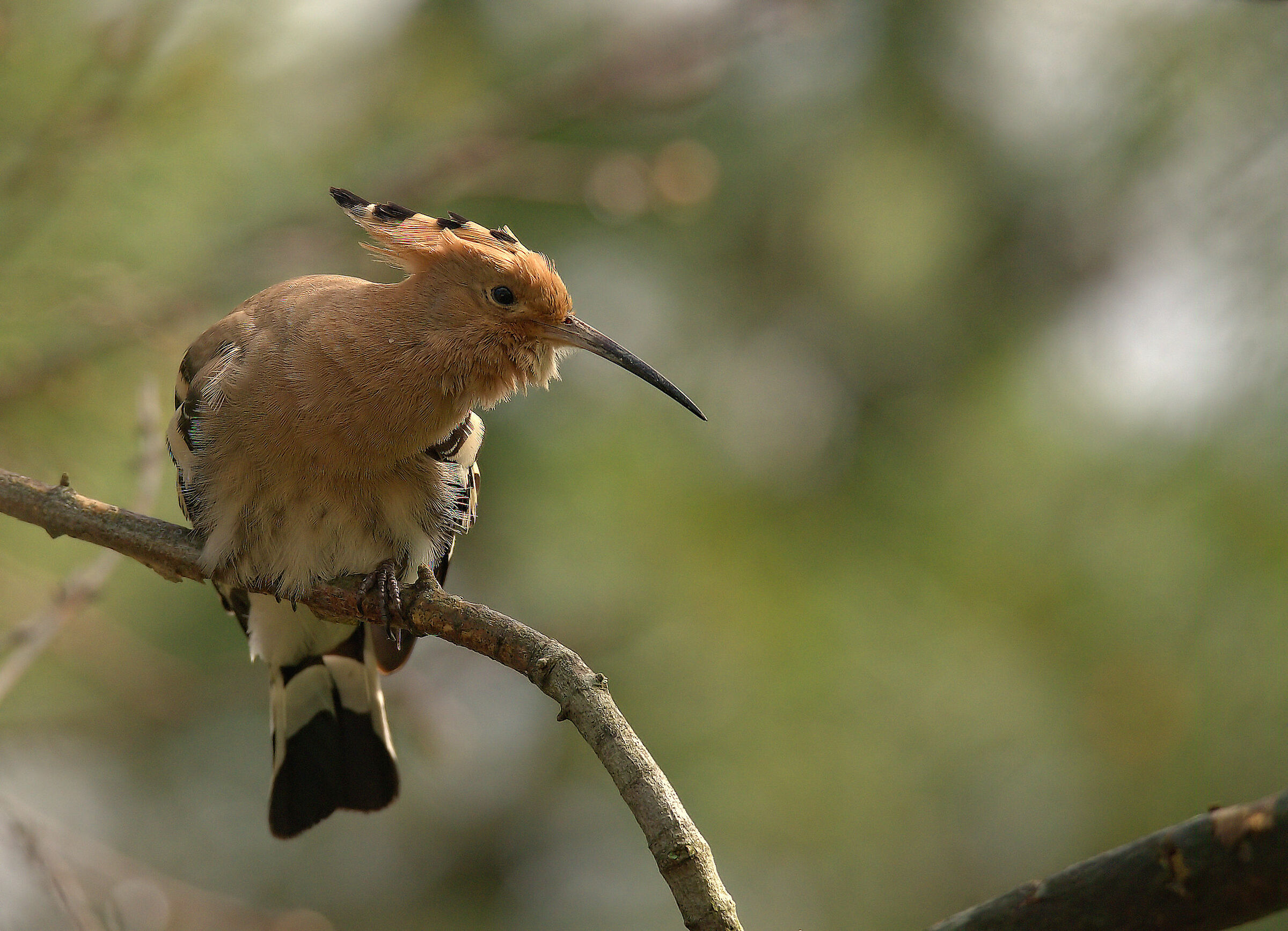 Hoopoe