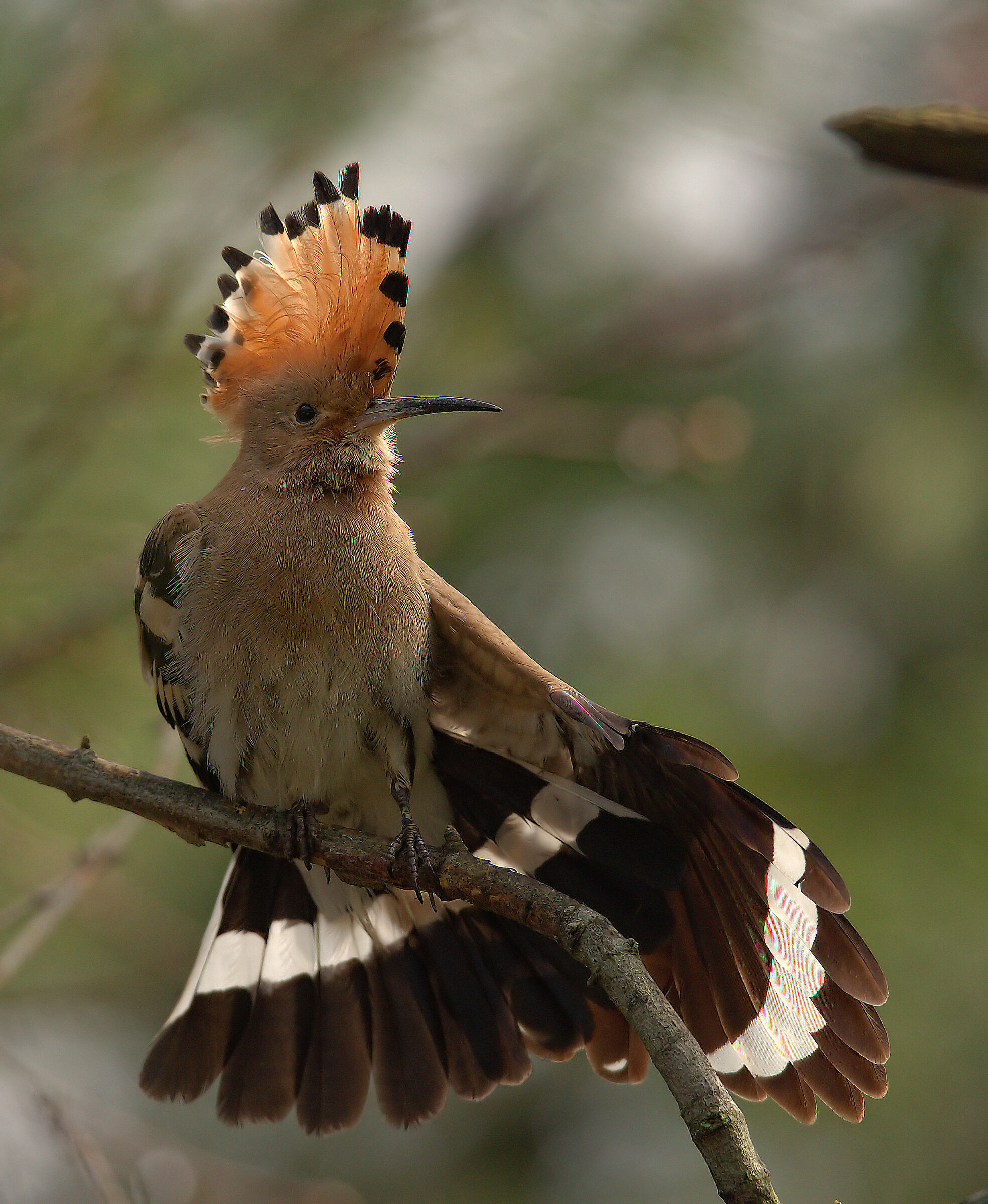 Hoopoe
