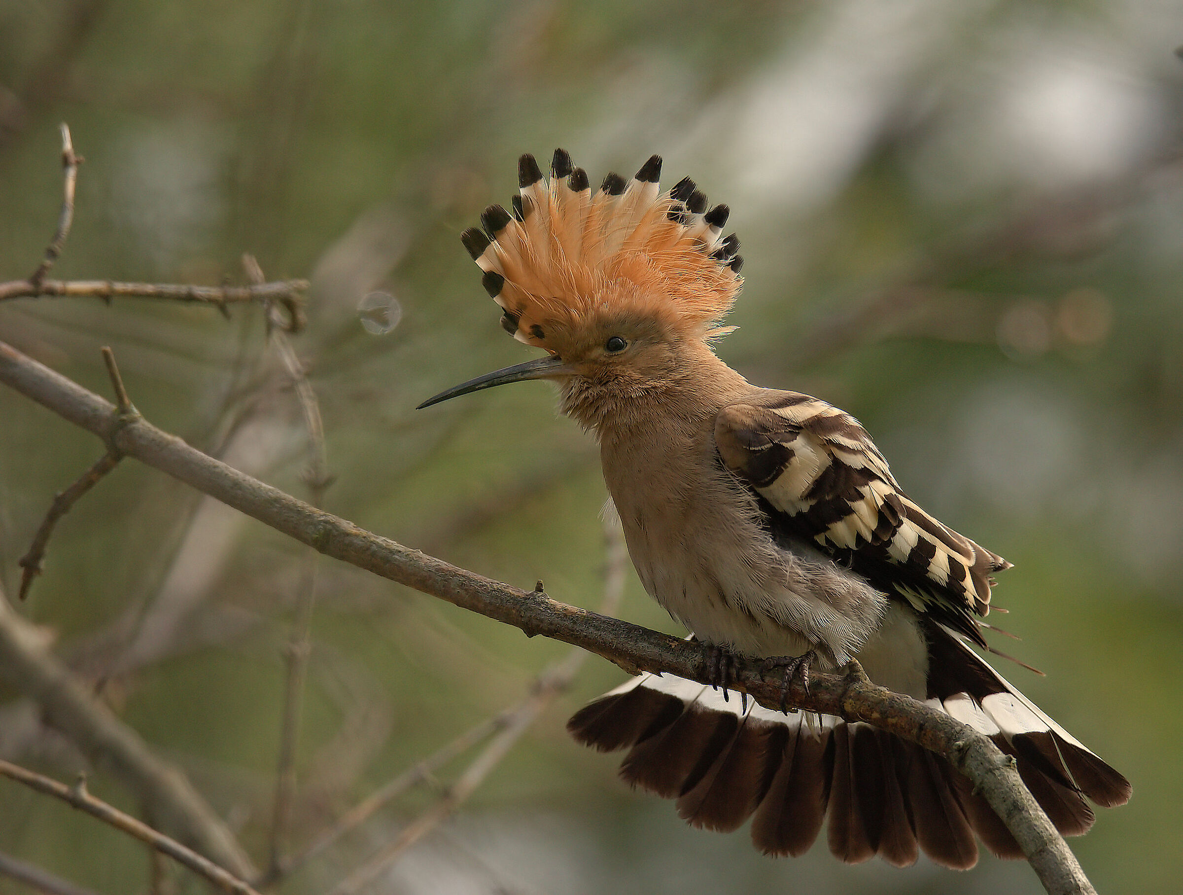 Hoopoe