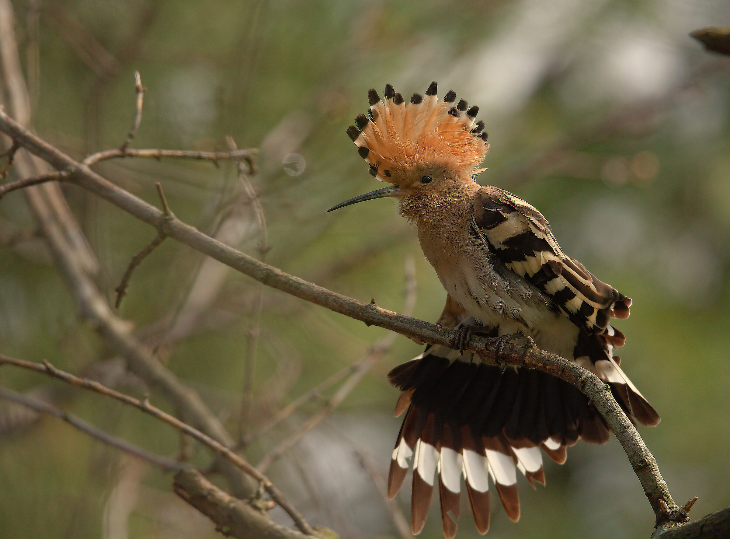 Hoopoe