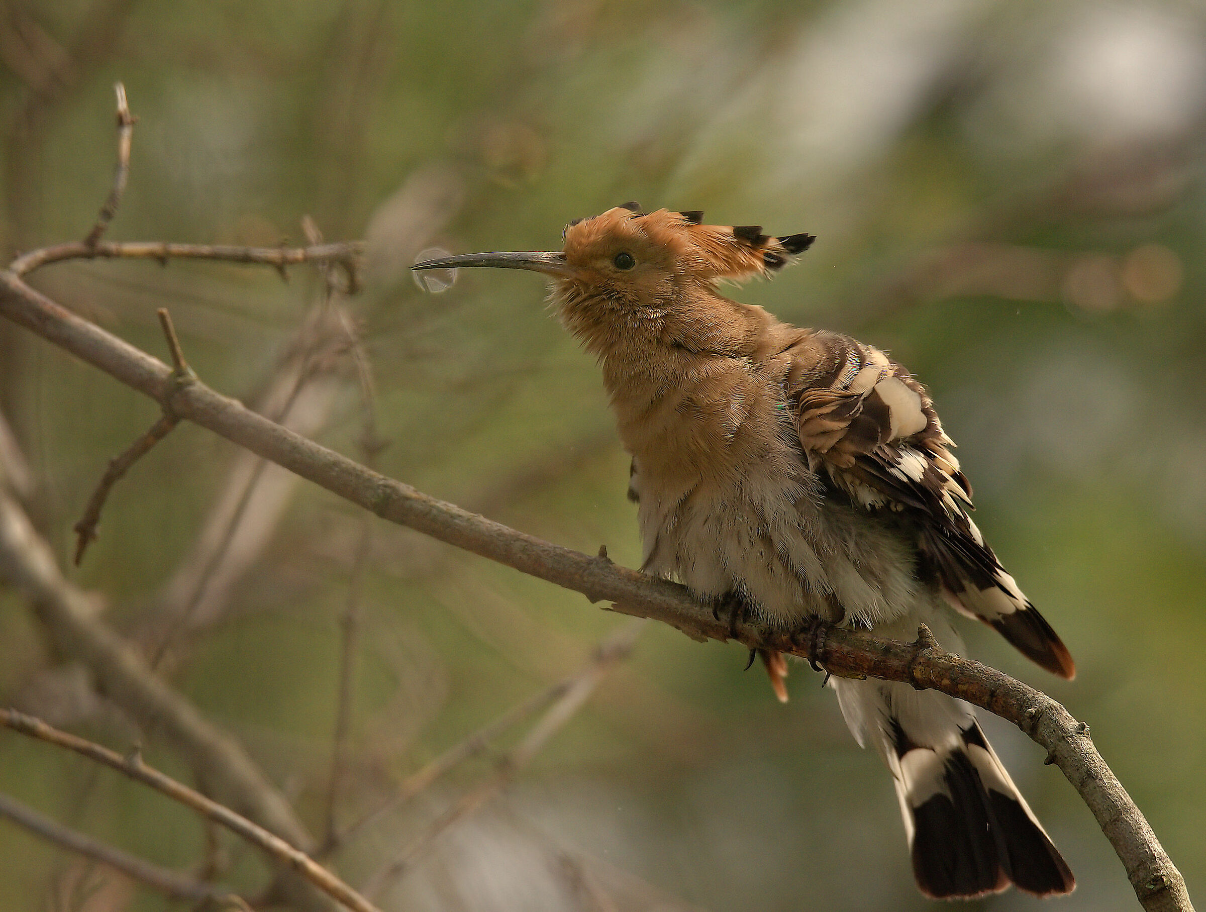 Hoopoe