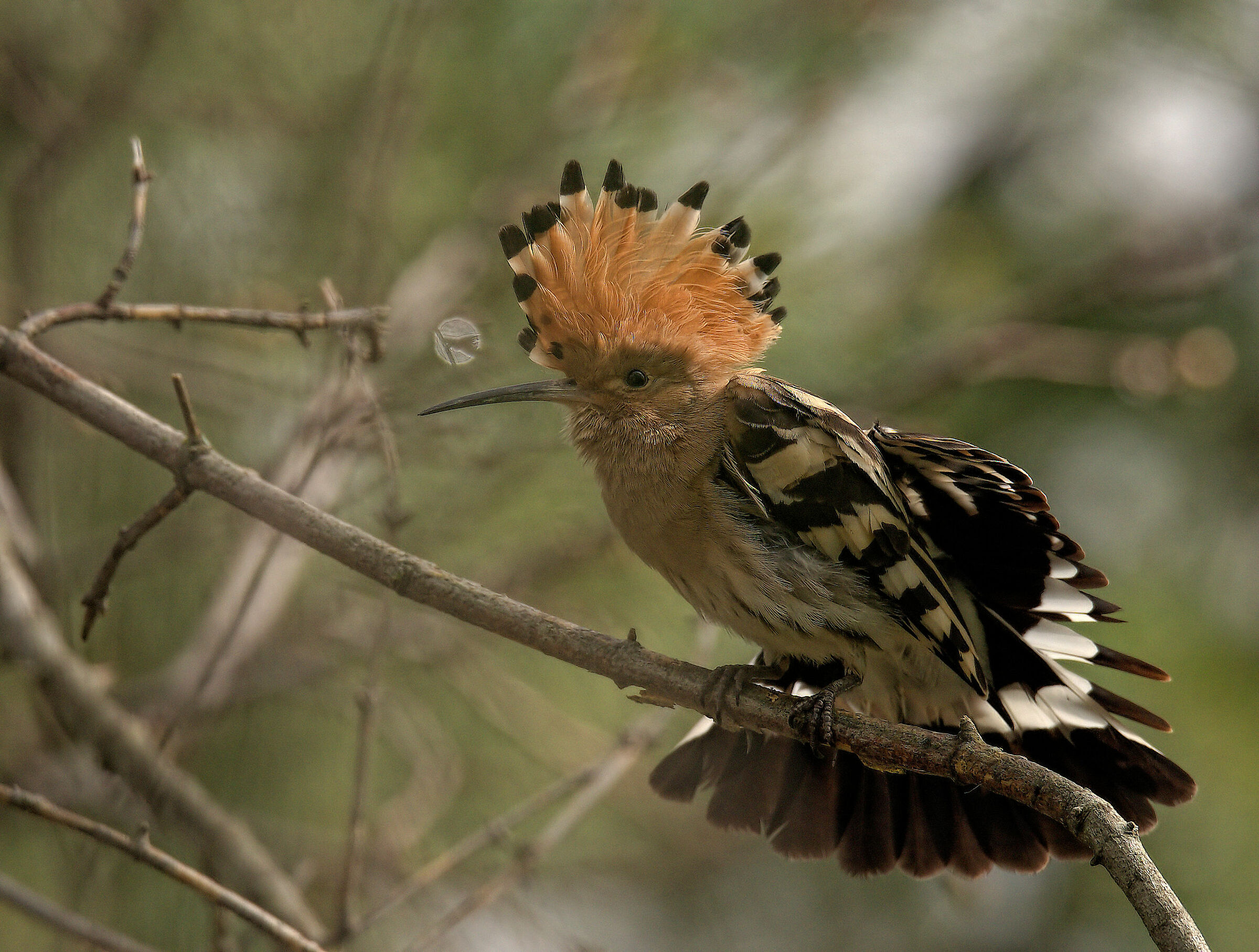 Hoopoe