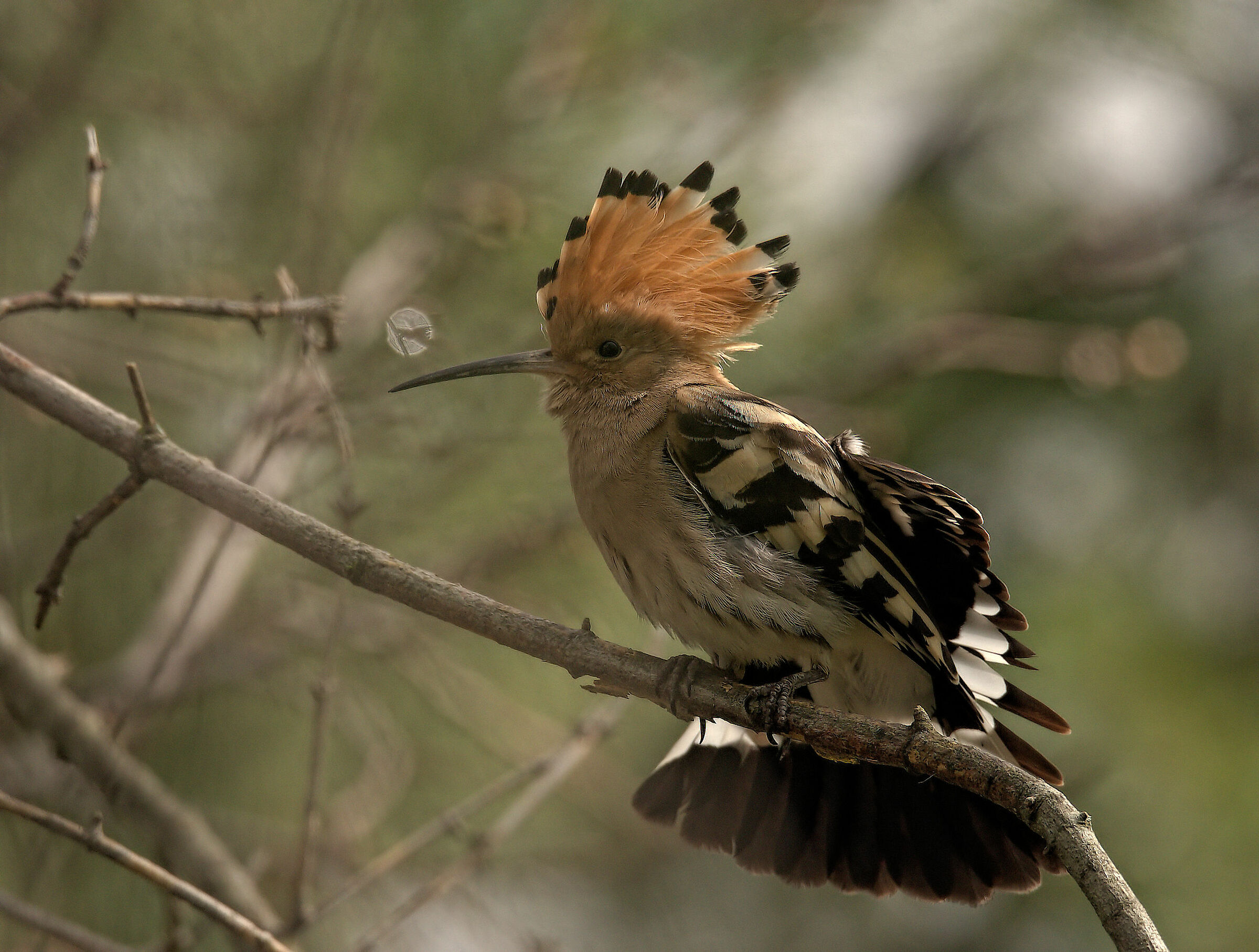 Hoopoe