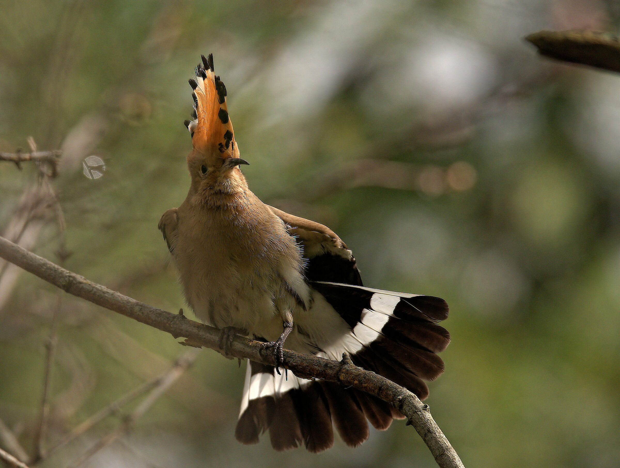 Hoopoe