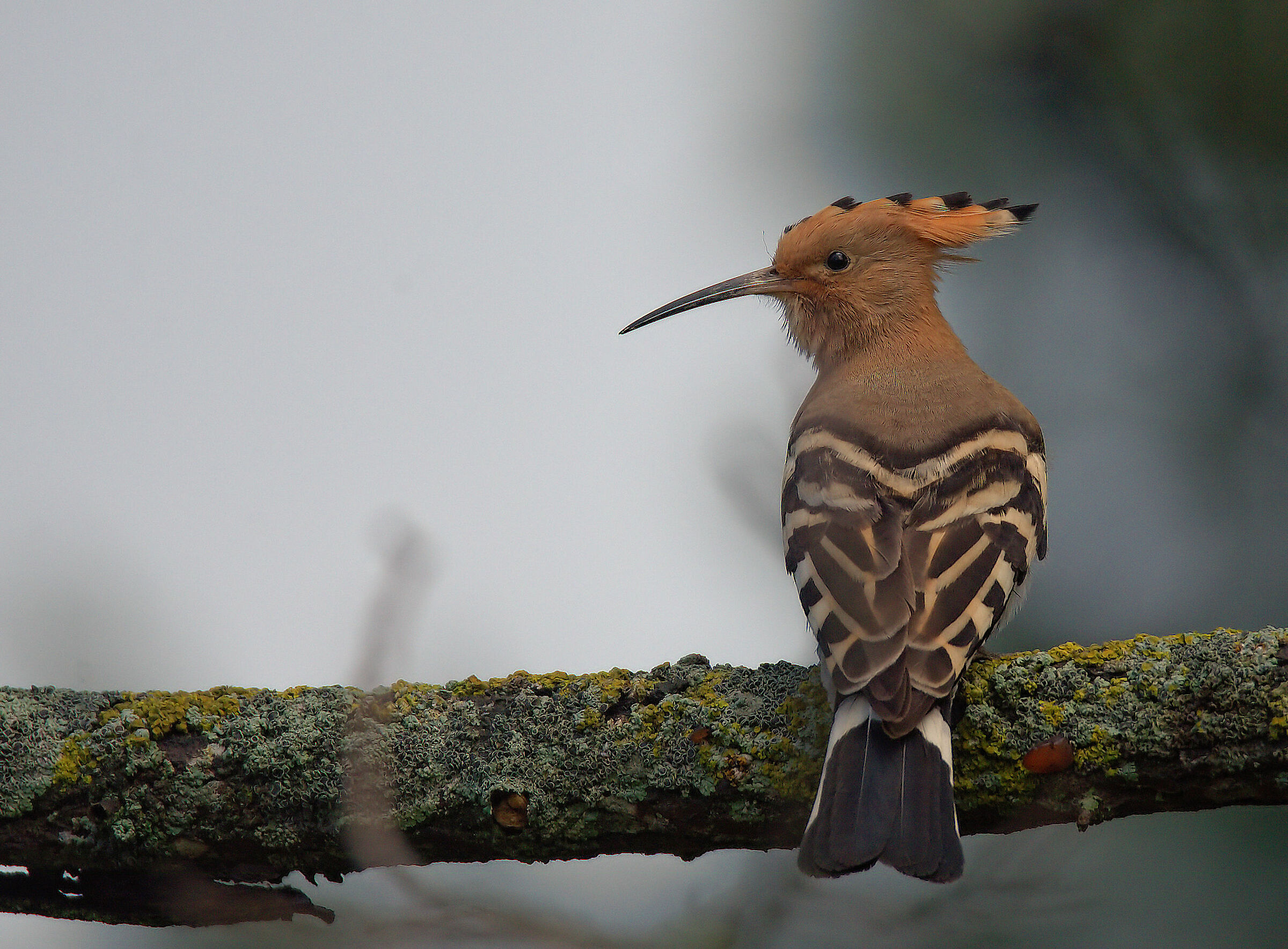 Hoopoe
