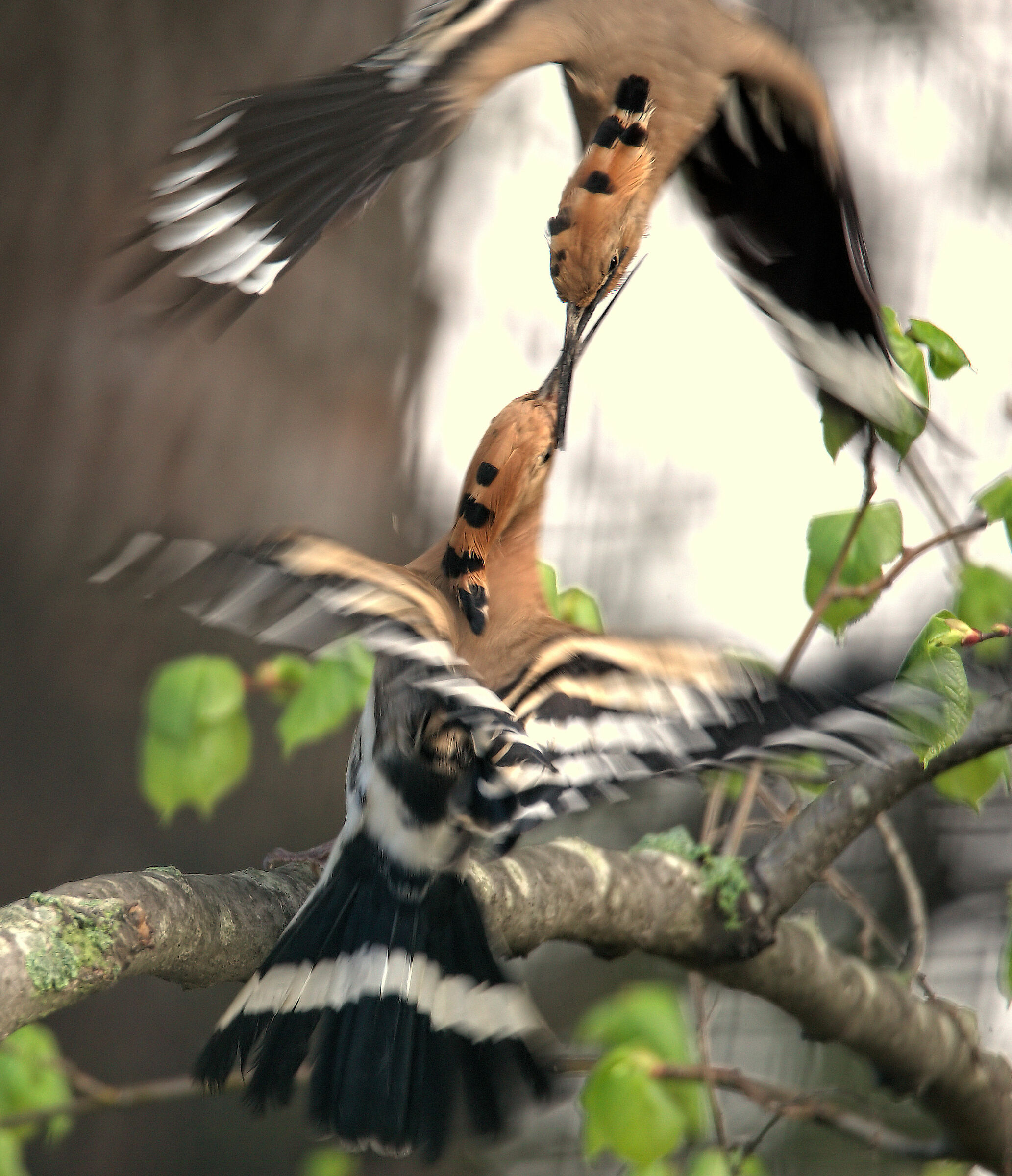 Hoopoe