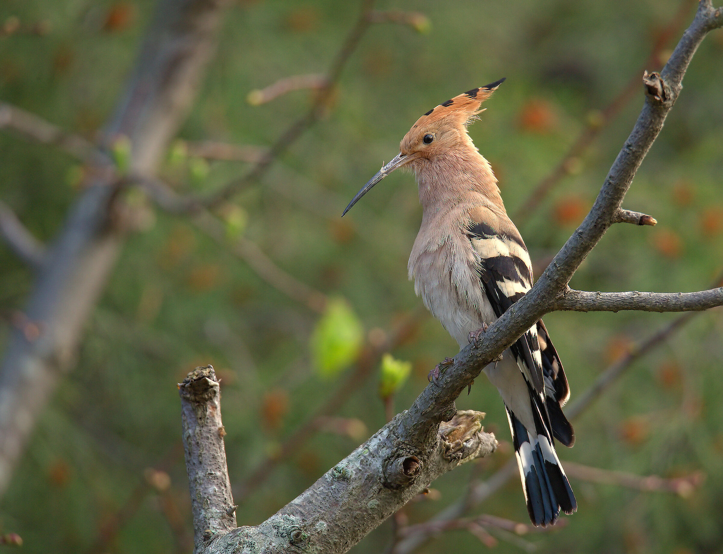 Hoopoe