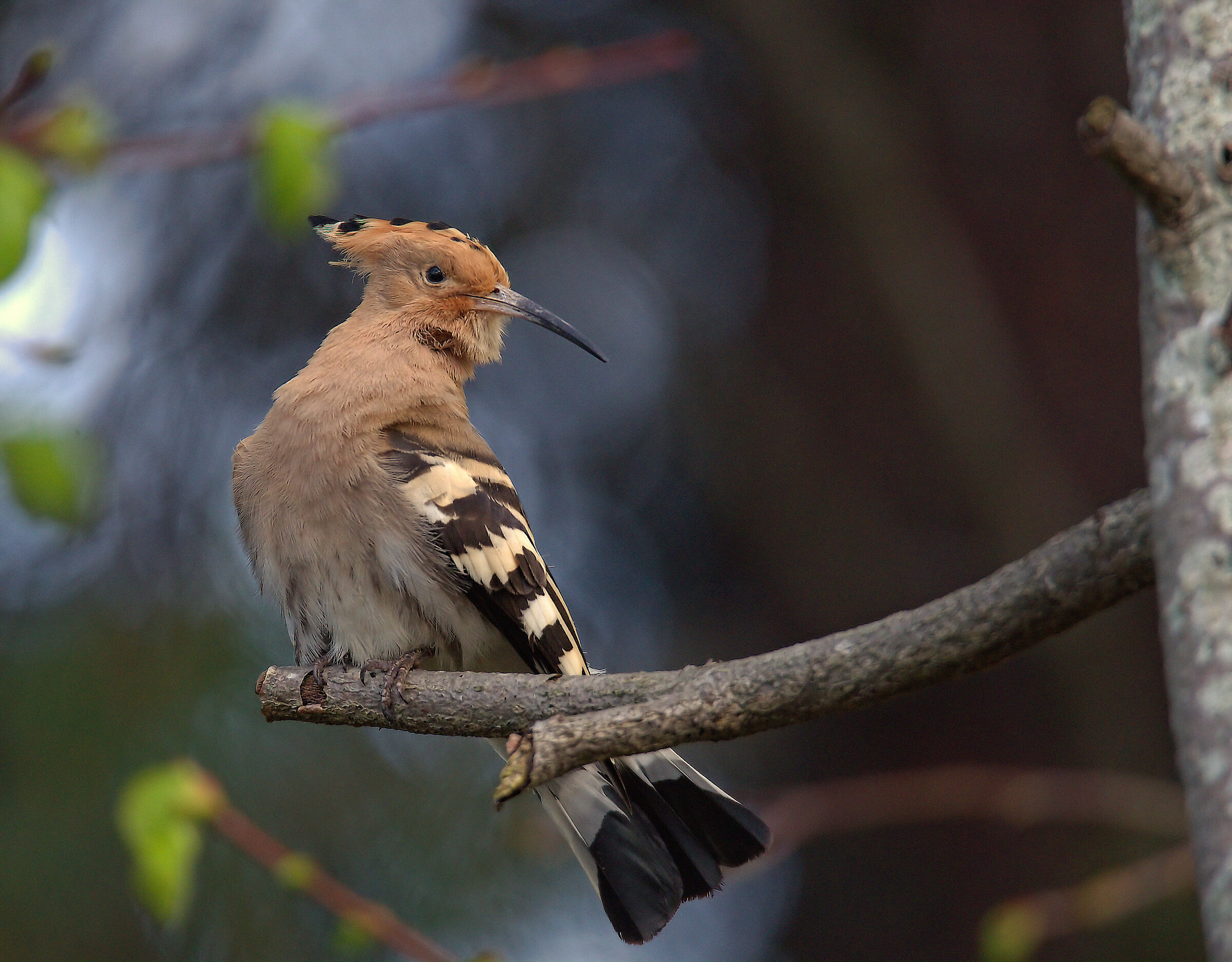 Hoopoe