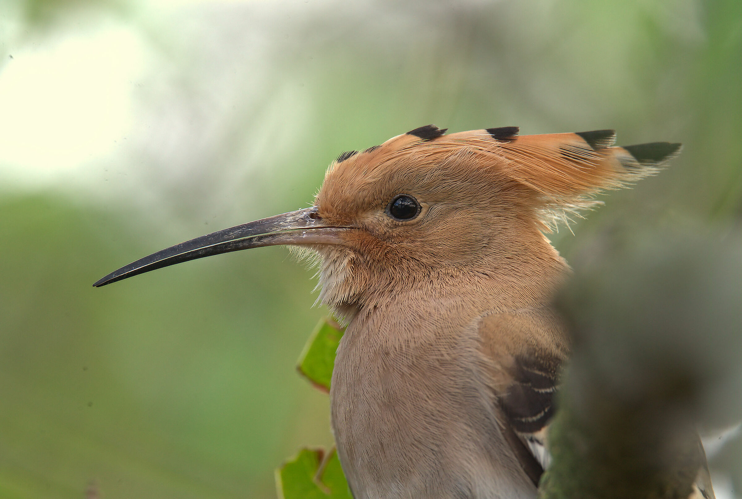 Hoopoe