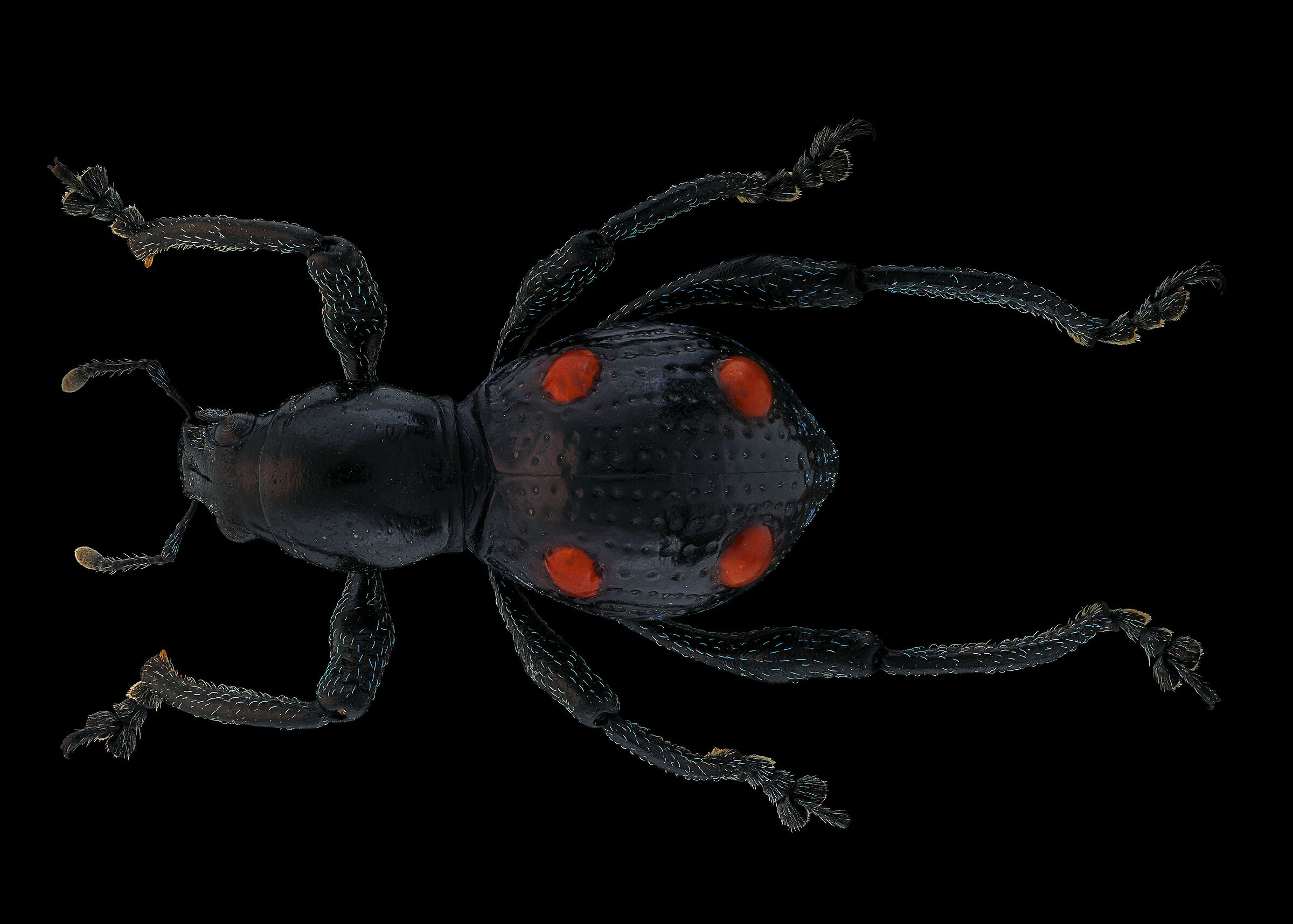 Pantorhytes biakensis