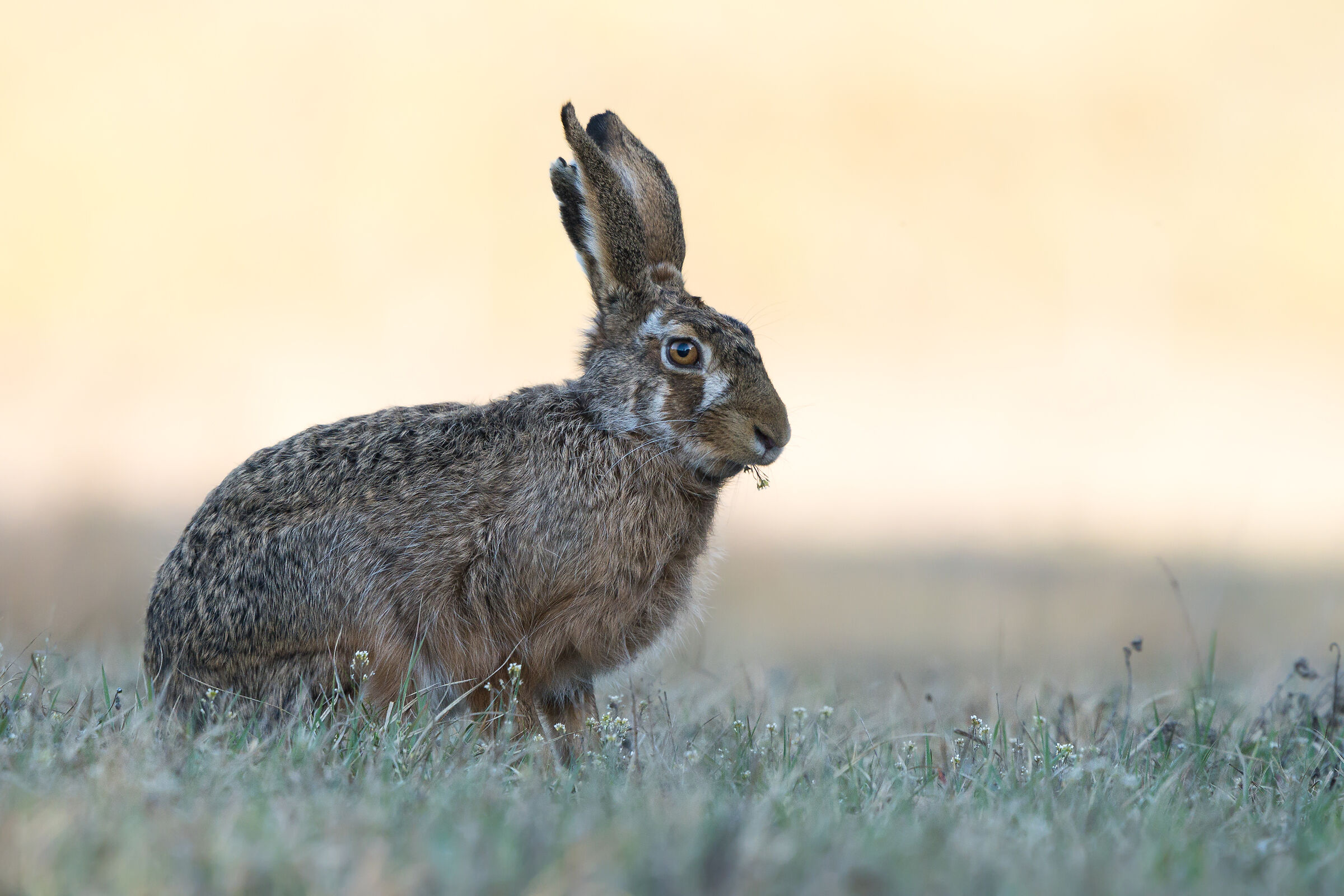 Lepre marrone (Lepus europaeus)