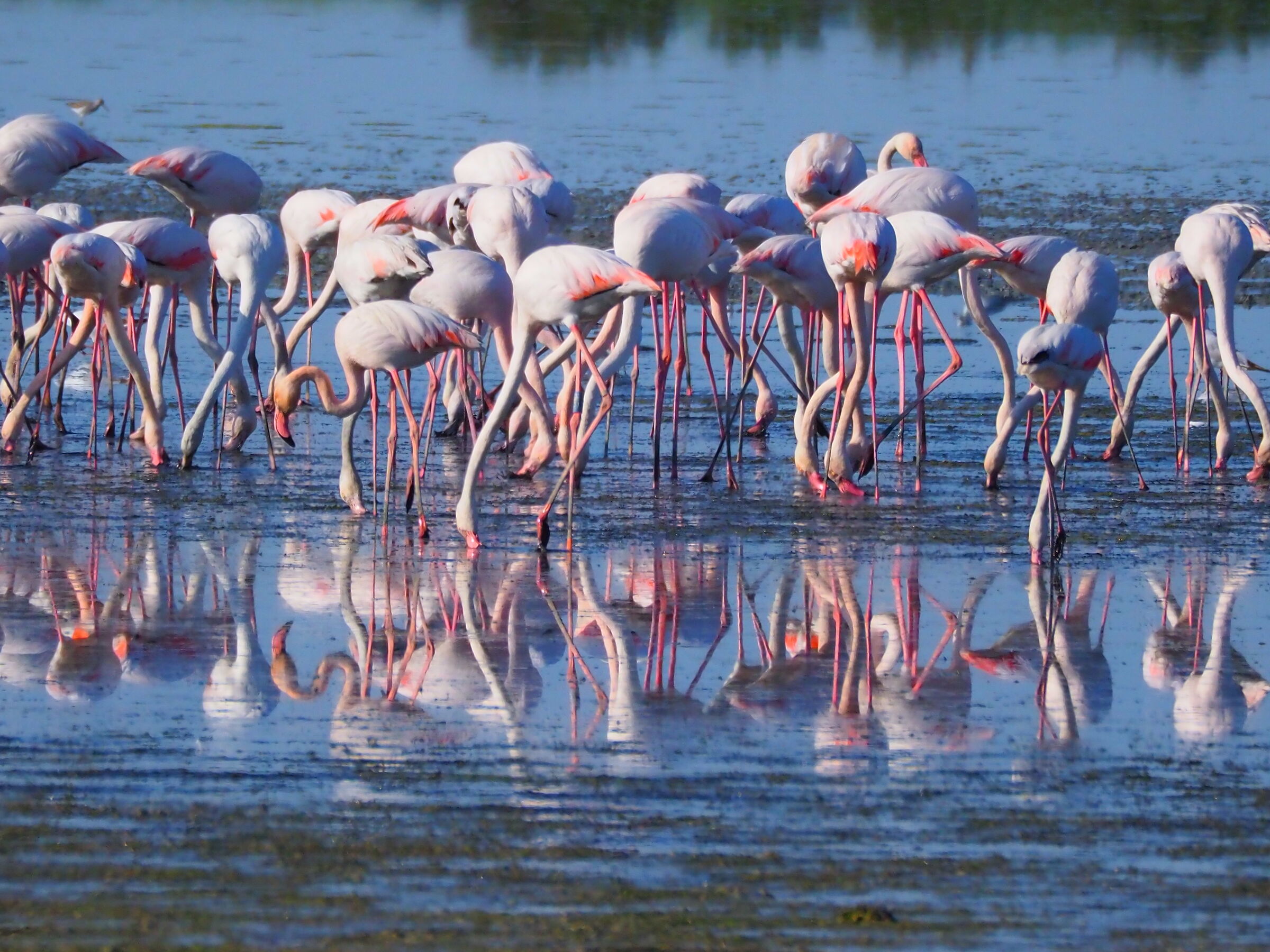 Flamingos