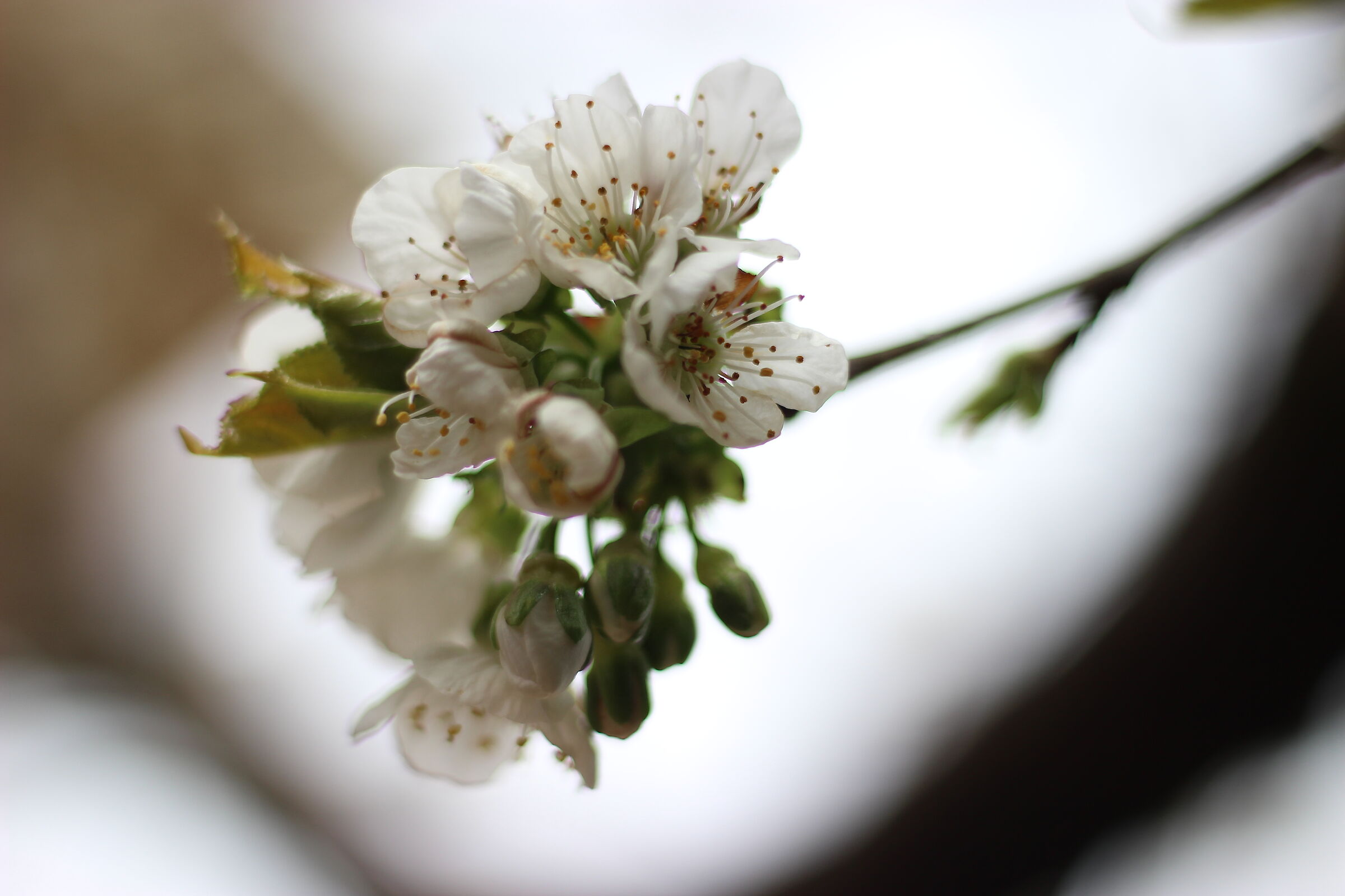 Incontro di primavera